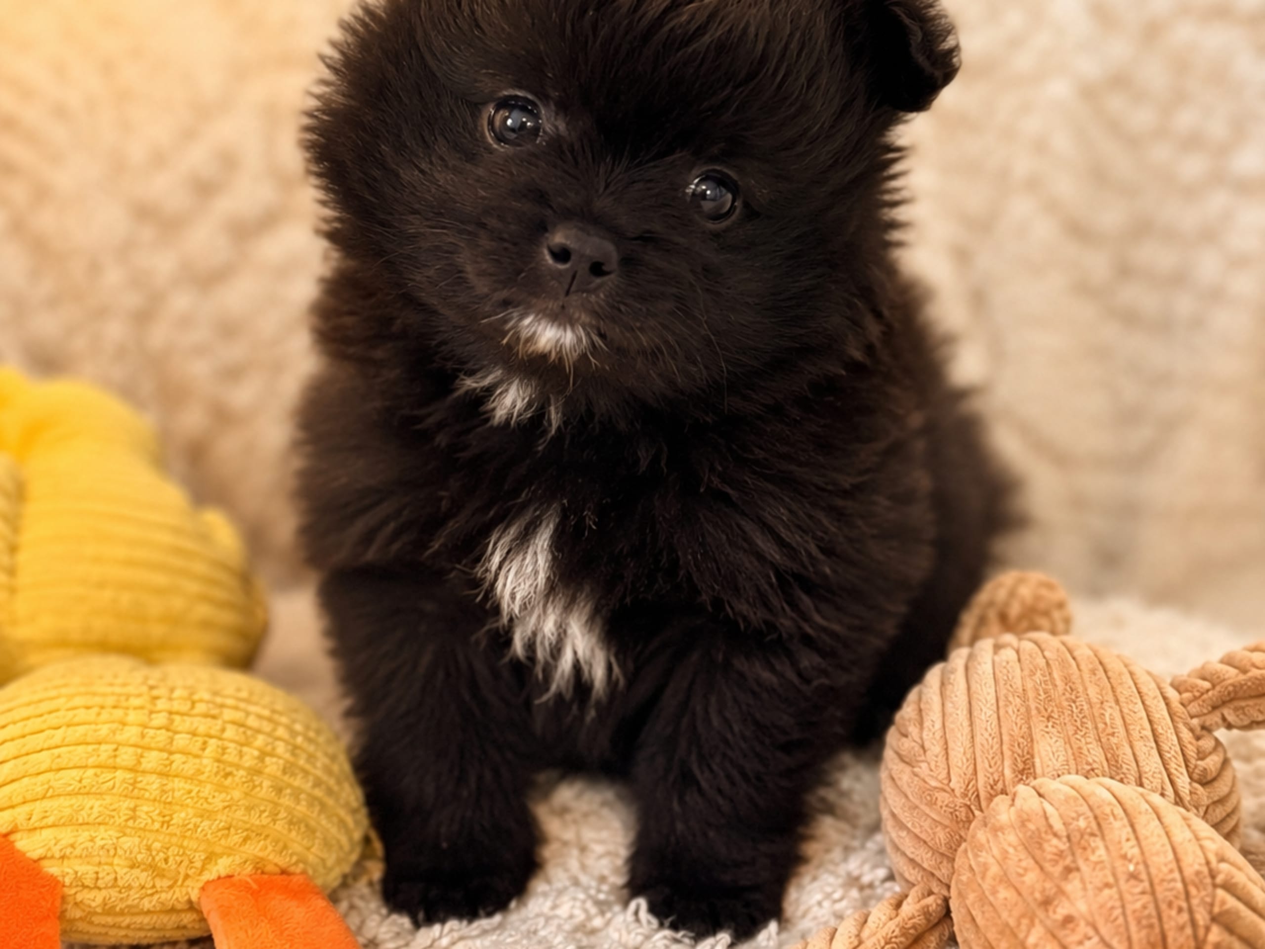 German Spitz – Kleinspitz · Vänersborg · Wildering’s