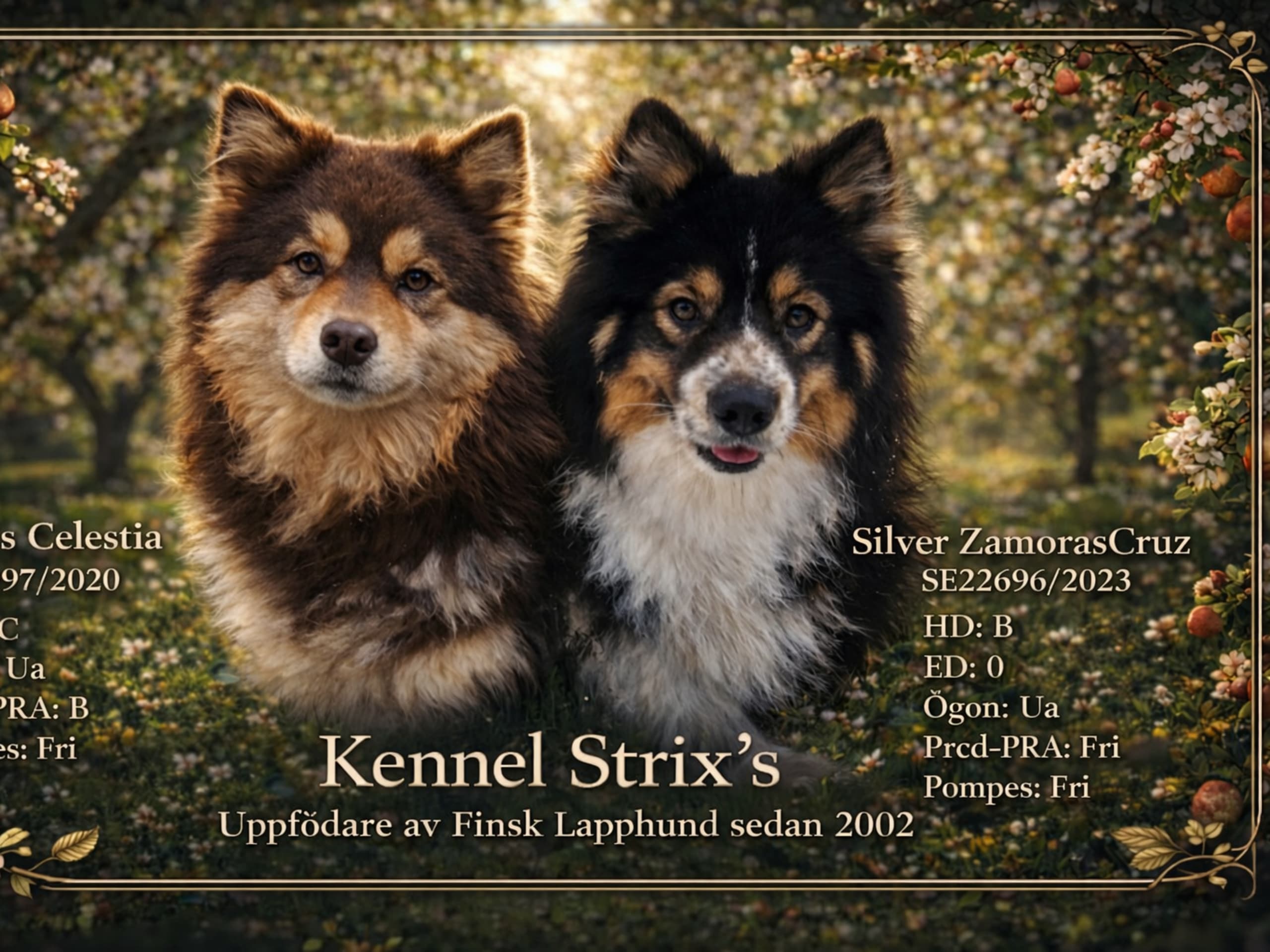Finnish Lapphund