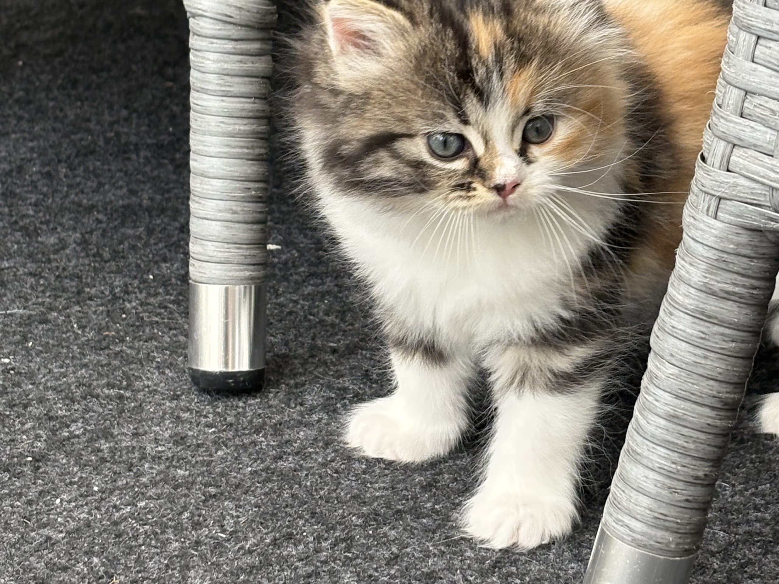 Ragdoll
