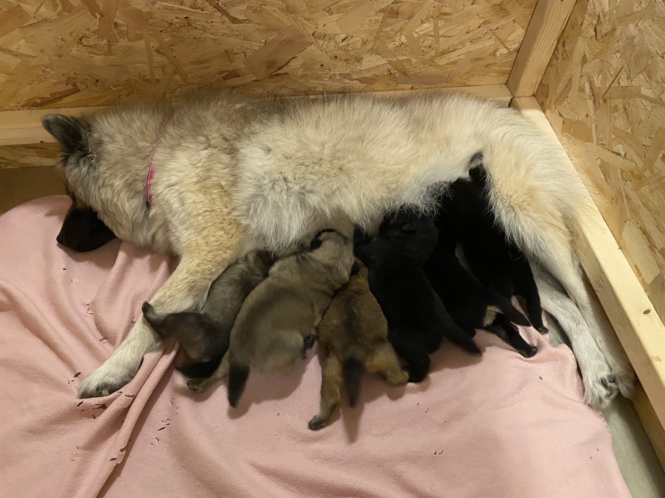 Eurasier