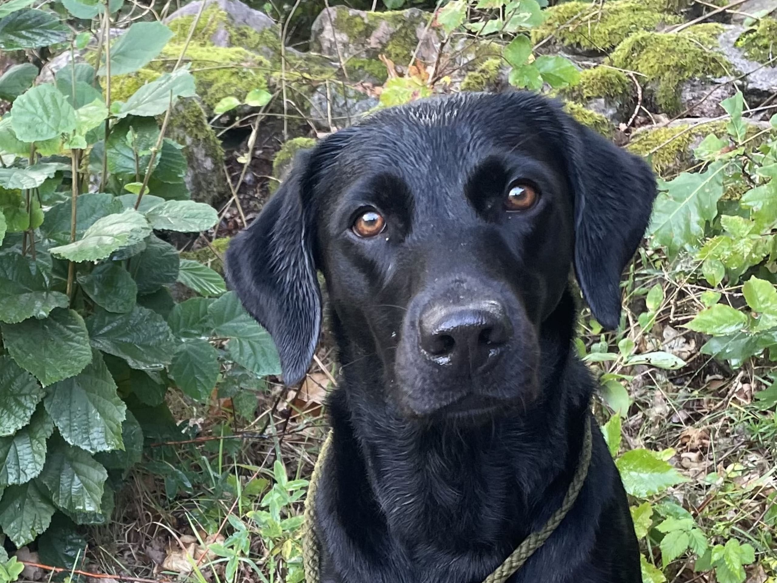 Labrador Retriever · Degeberga · Björktäppans