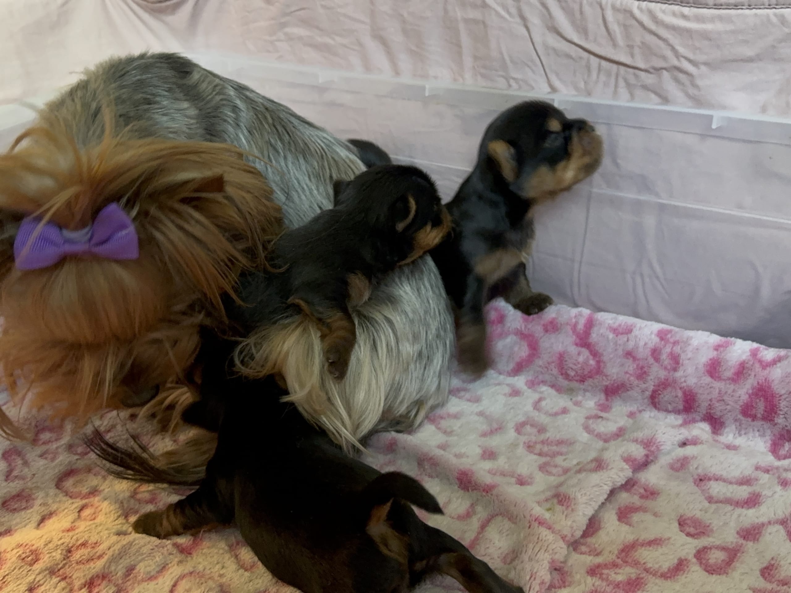Yorkshire terrier · Trosa · Sweet little Pollys