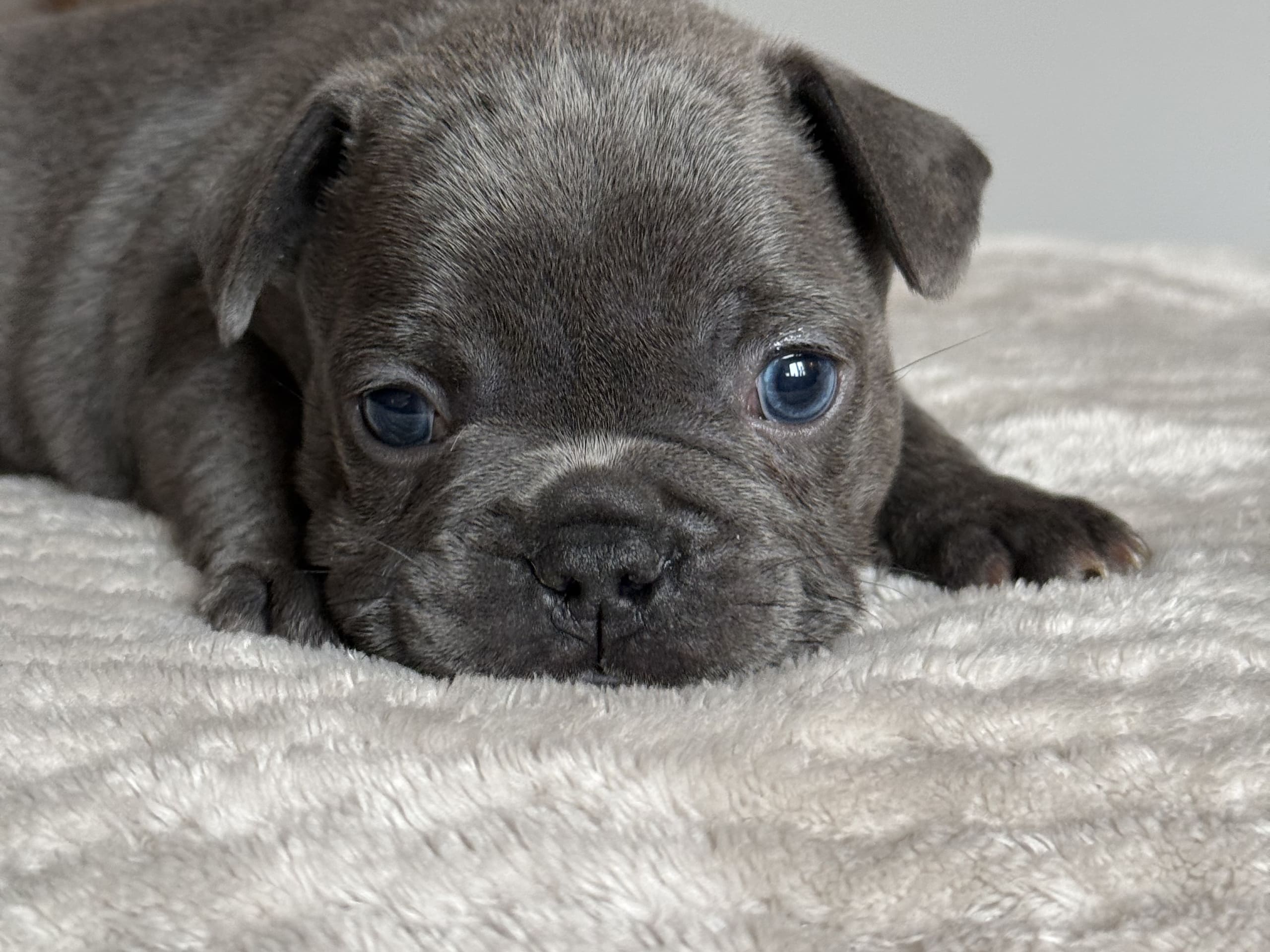 Fransk bulldogg · Malmö · Tracy D.
