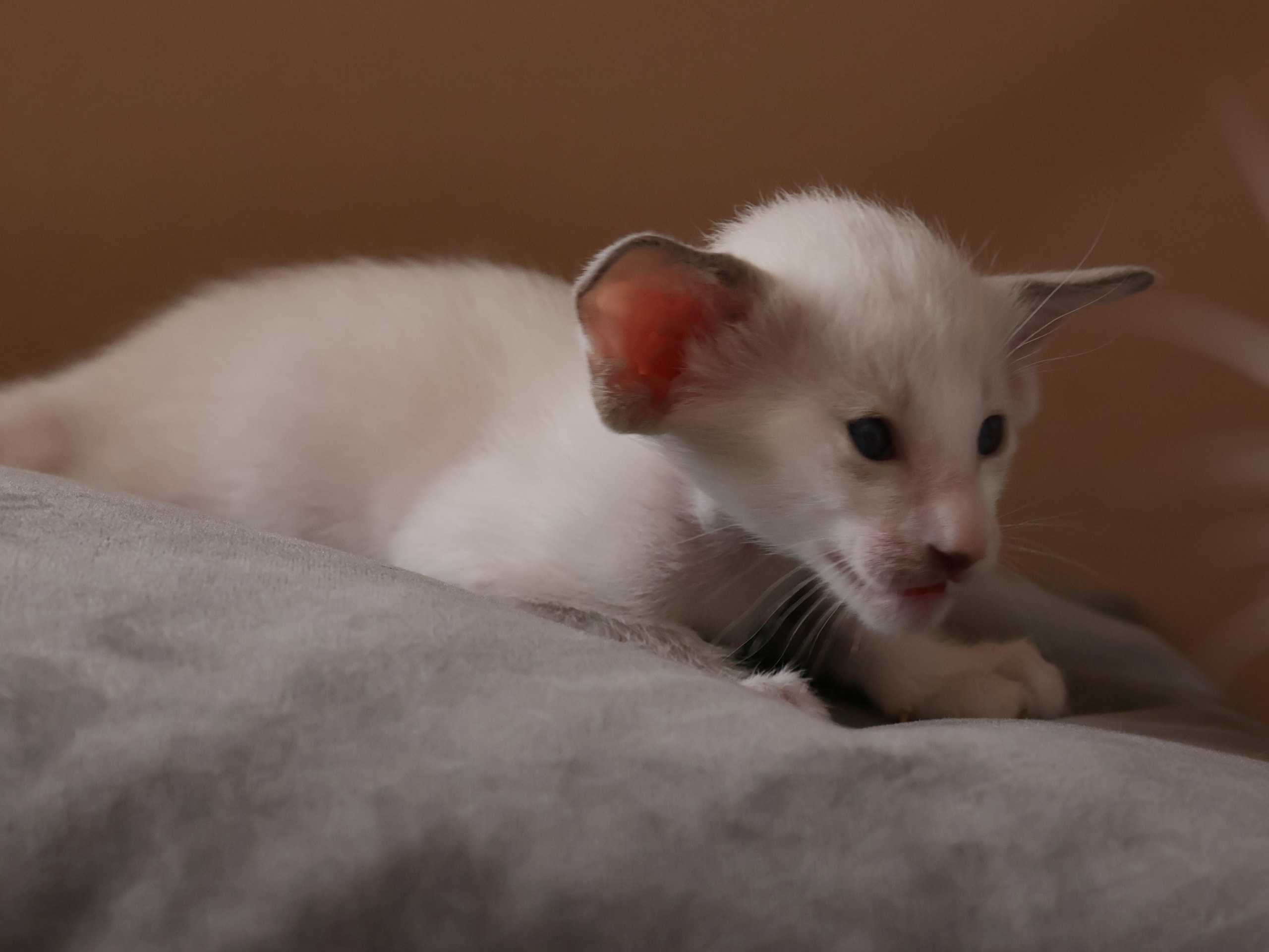 Oriental Short Hair · Storebø · Oriental Adore Cattery