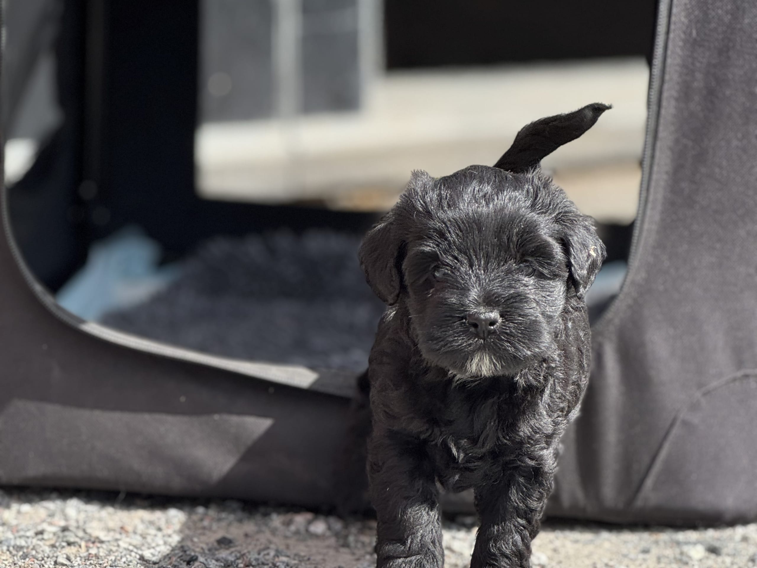 Tibetansk terrier · Skokloster · Solstickans