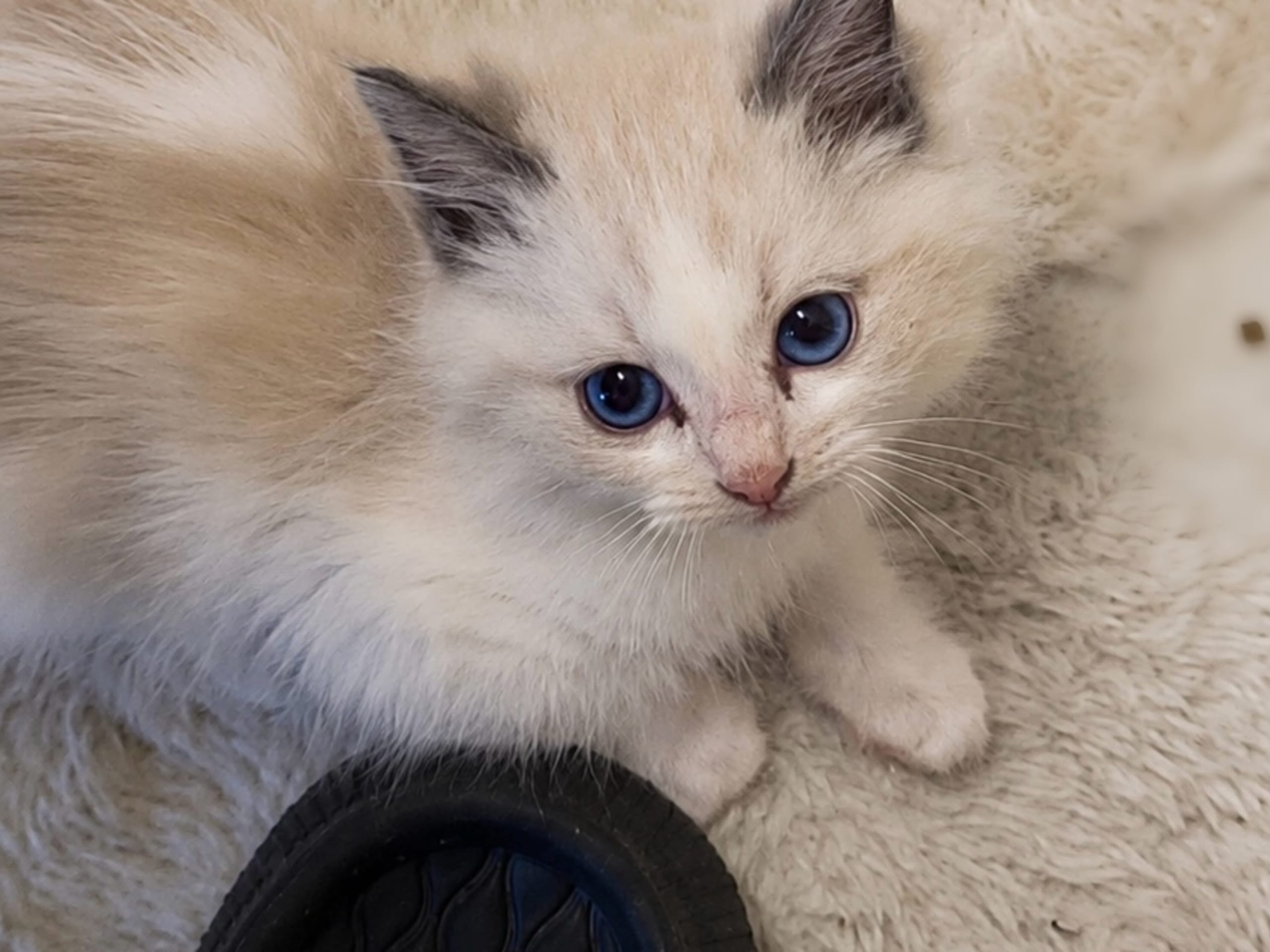 Ragdoll · Sollentuna · Zahra H.
