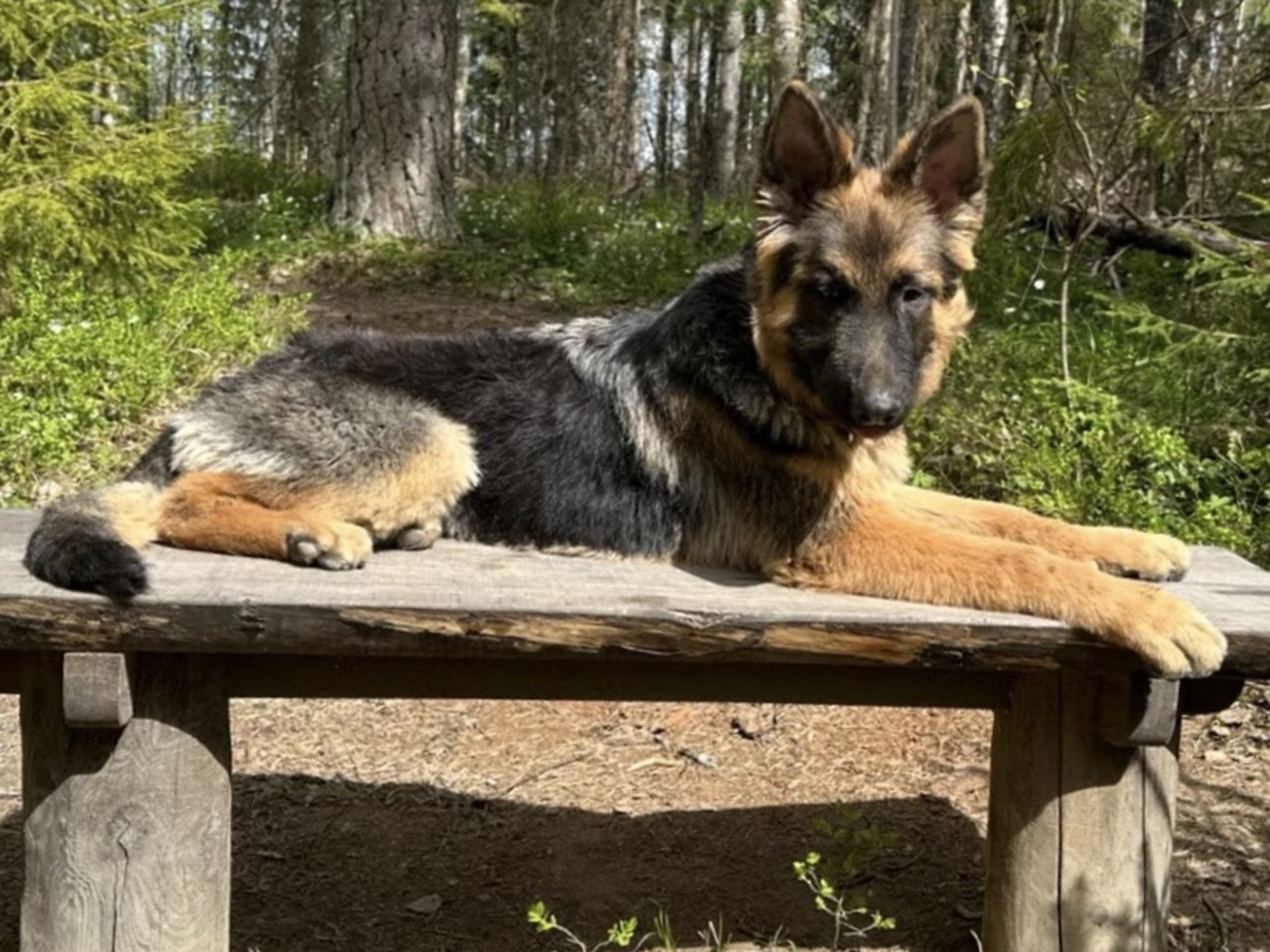 Schæferhund · Vittinge · Estridh S.