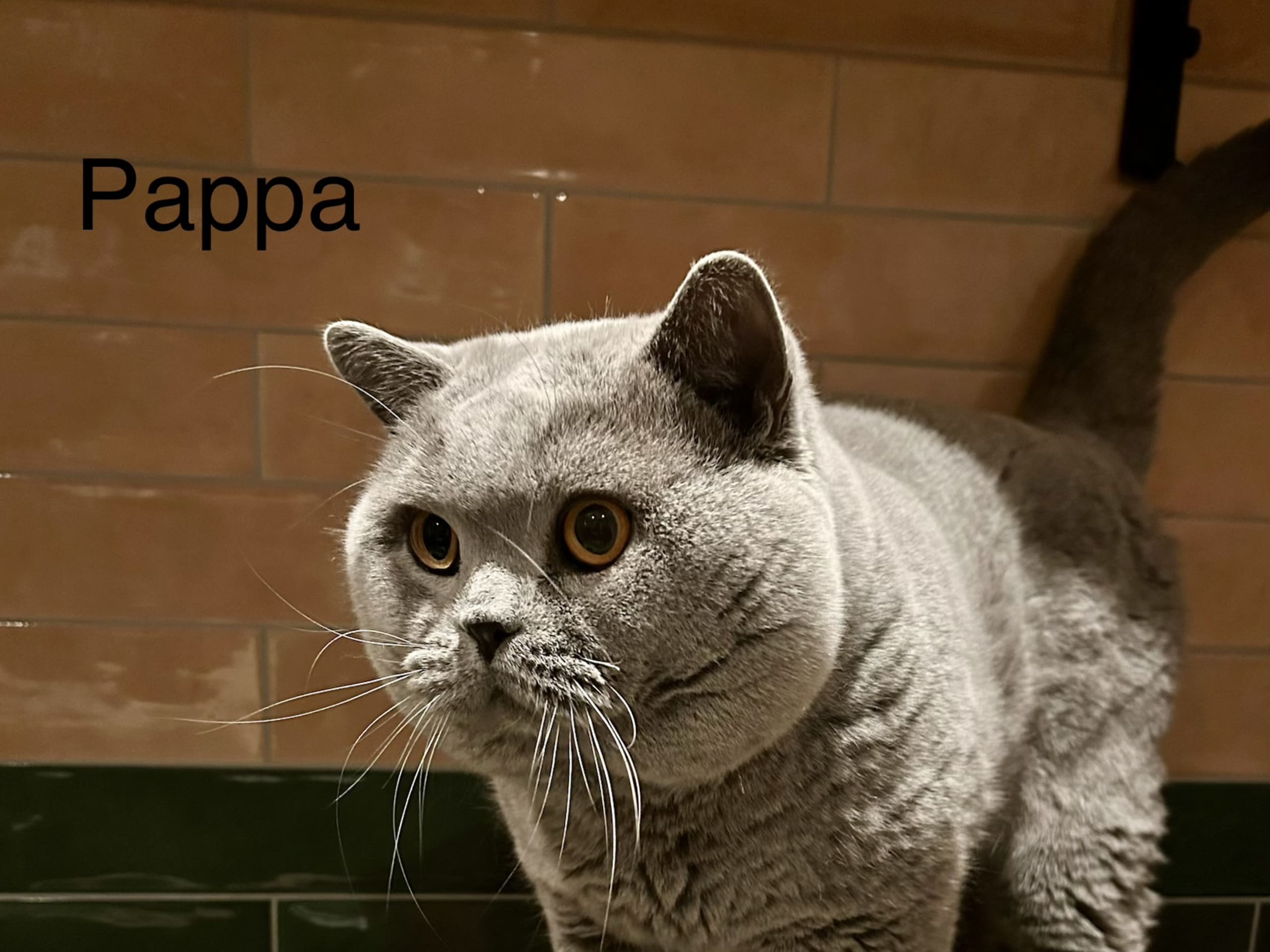 British Shorthair · Spånga · SE* Paws of mischief’s