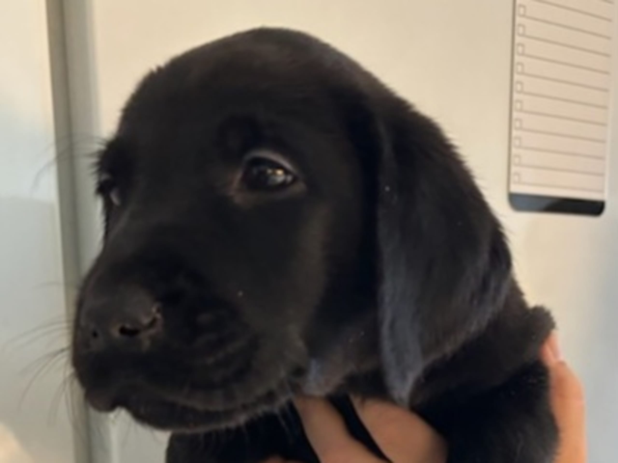 Labrador retriever · Köping · Mitzys retrivers