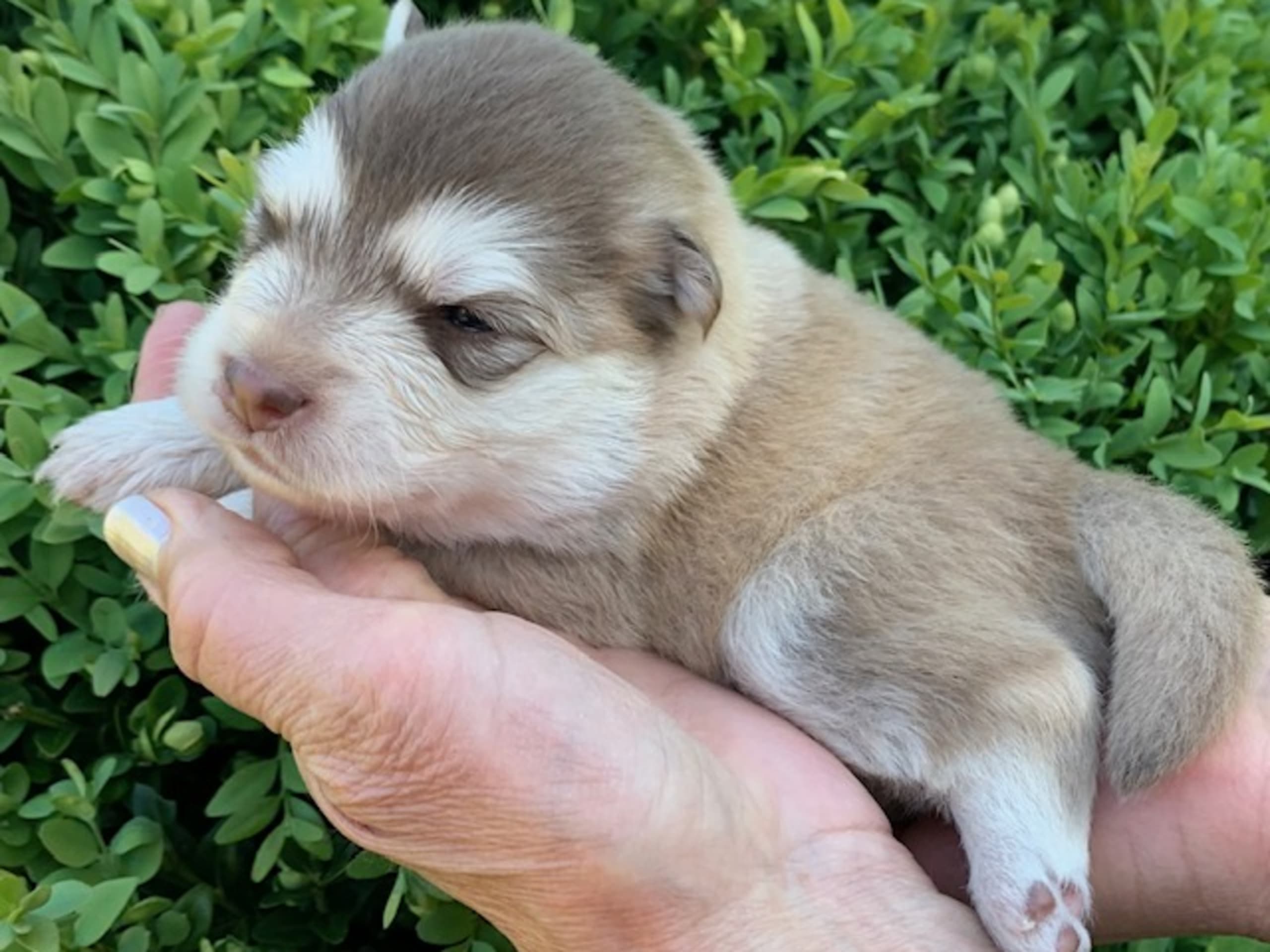Finnish Lapphund · Veberöd · Lejoncrona