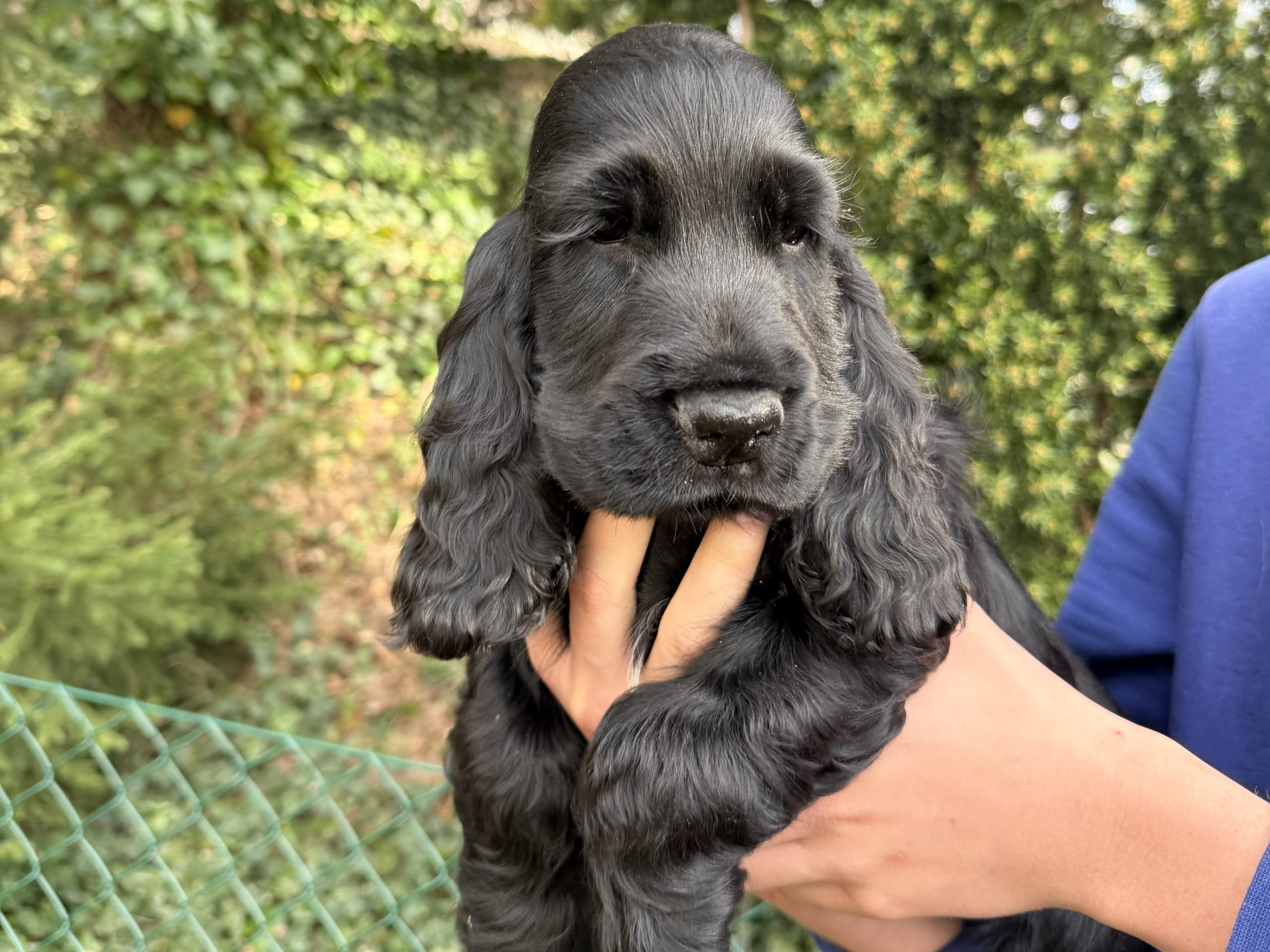 Cocker spaniel · Täby · Giggs