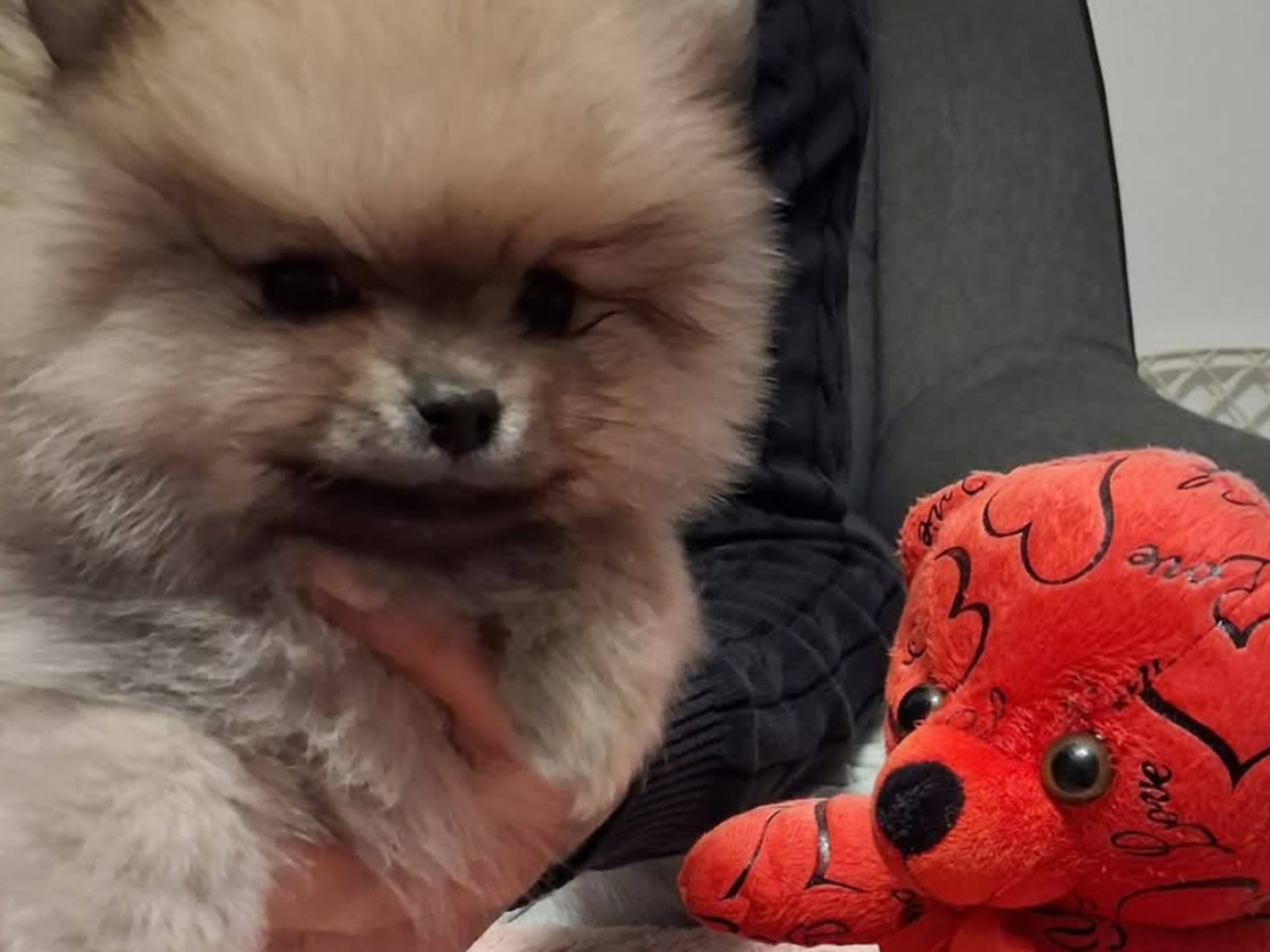 Pomeranian · Malmö · Bisera B.