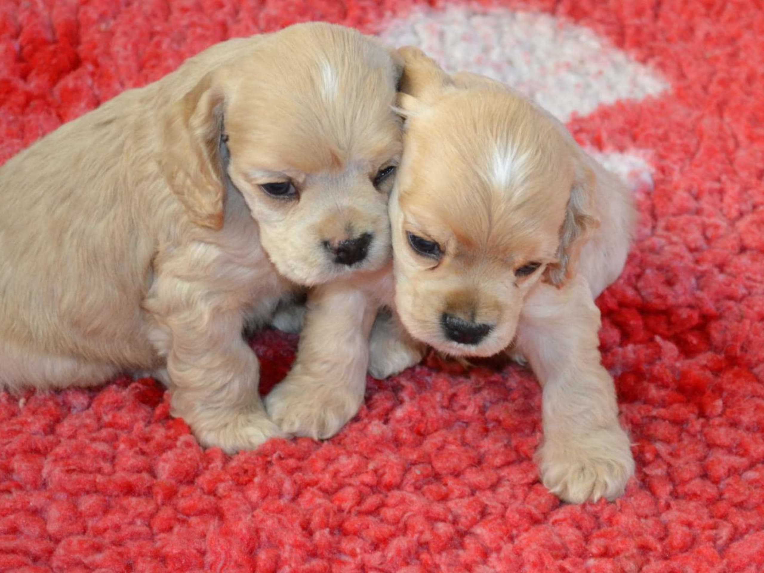 American Cocker Spaniel