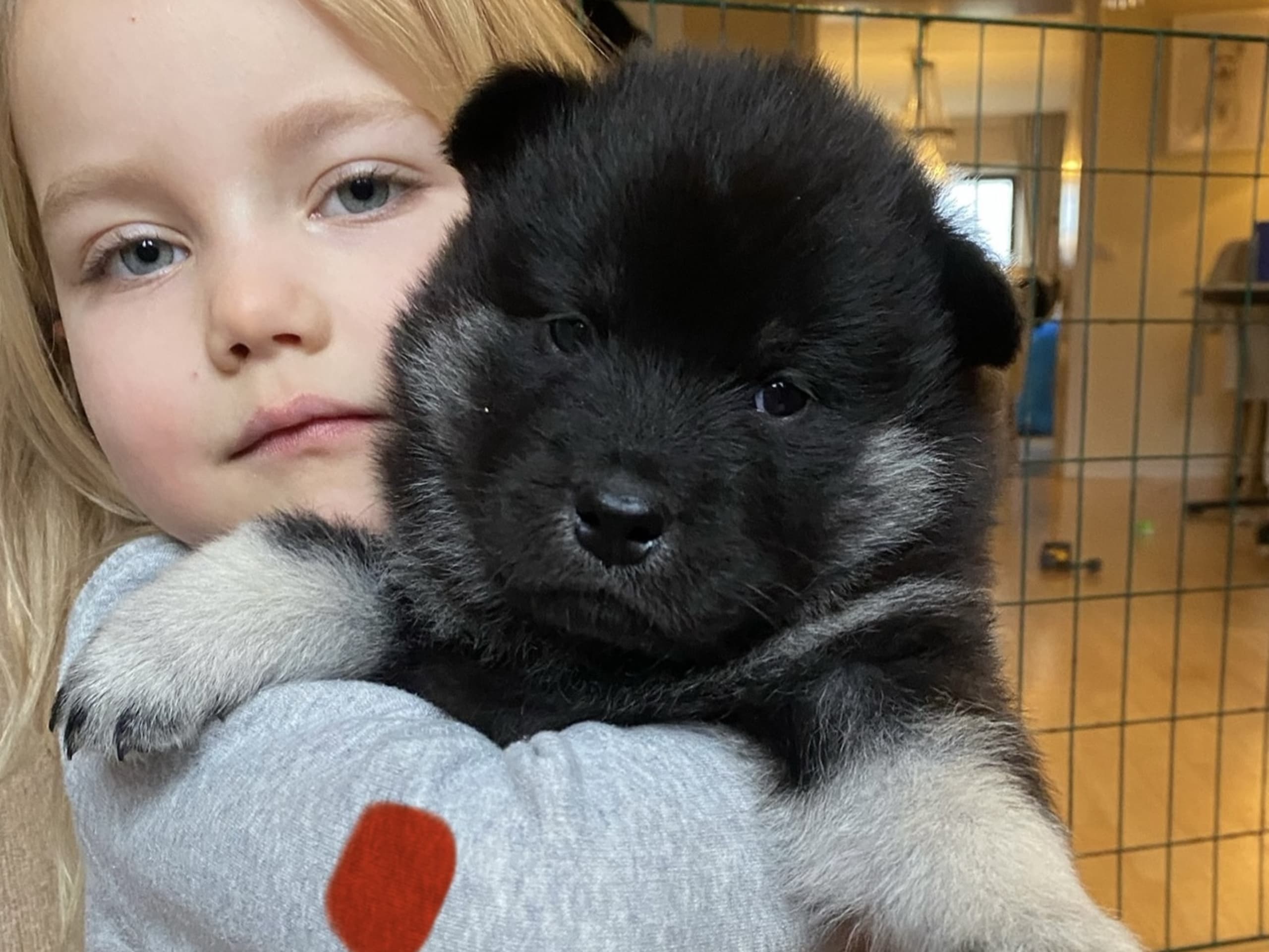 Eurasier