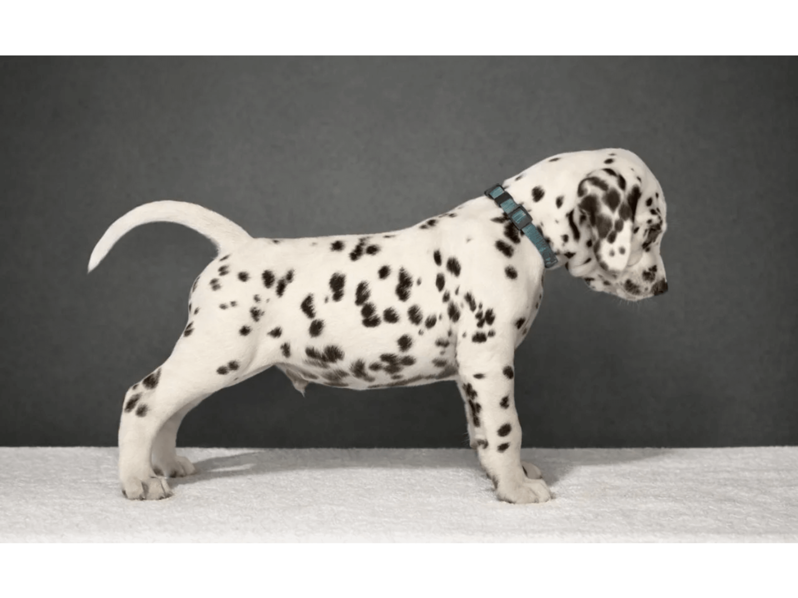 Dalmatian · Frekhaug · Kennel Shospot