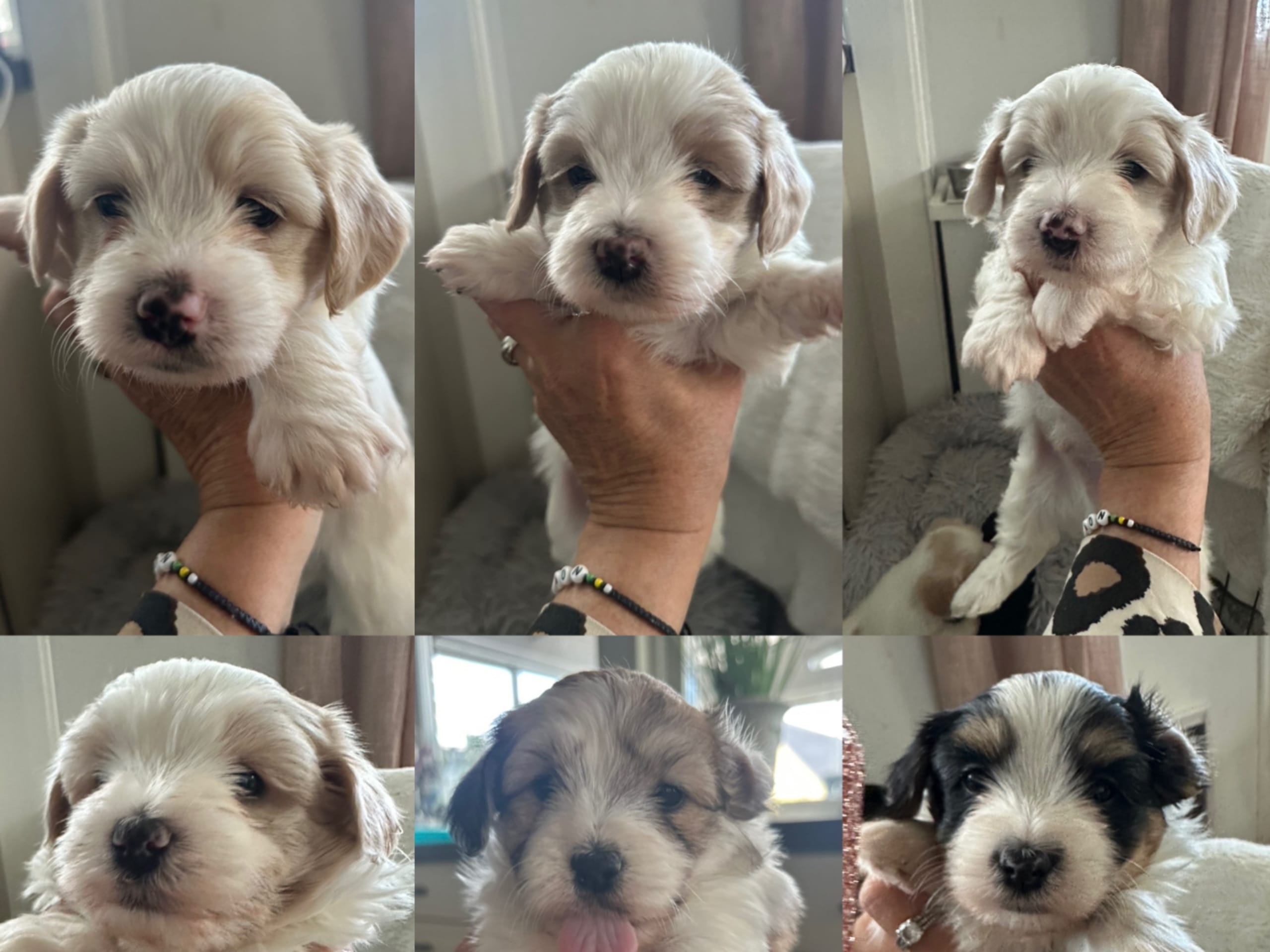 Havanese · Brottby · My funny friend