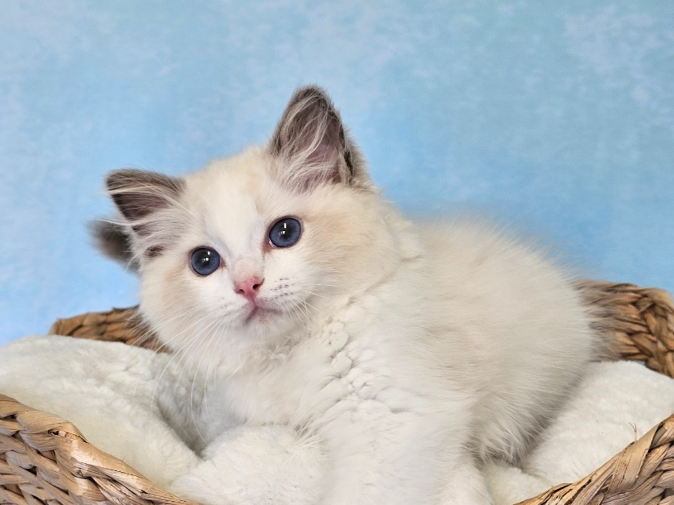 Ragdoll