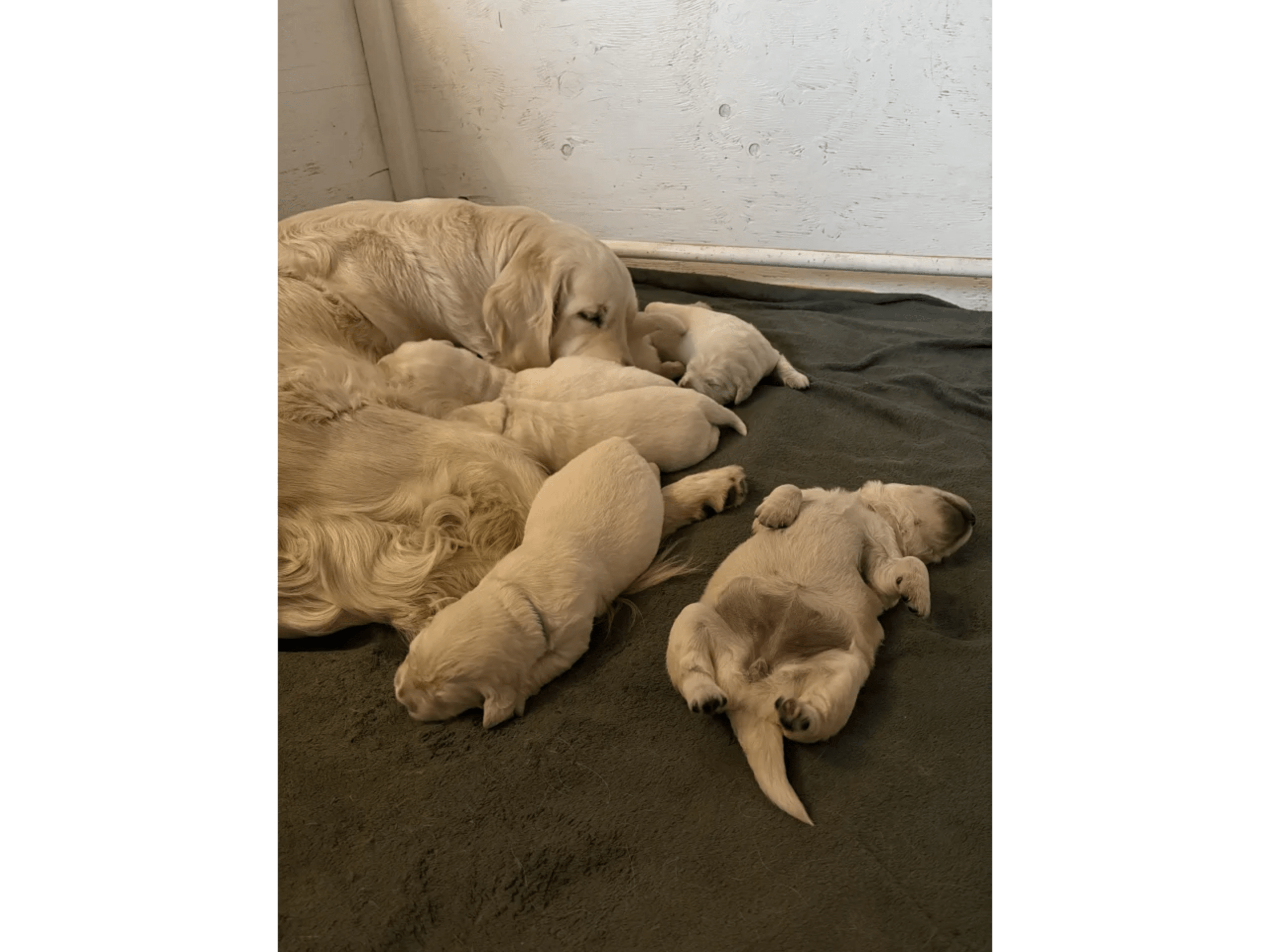 Golden retriever · Staffanstorp · Skåneretrievers