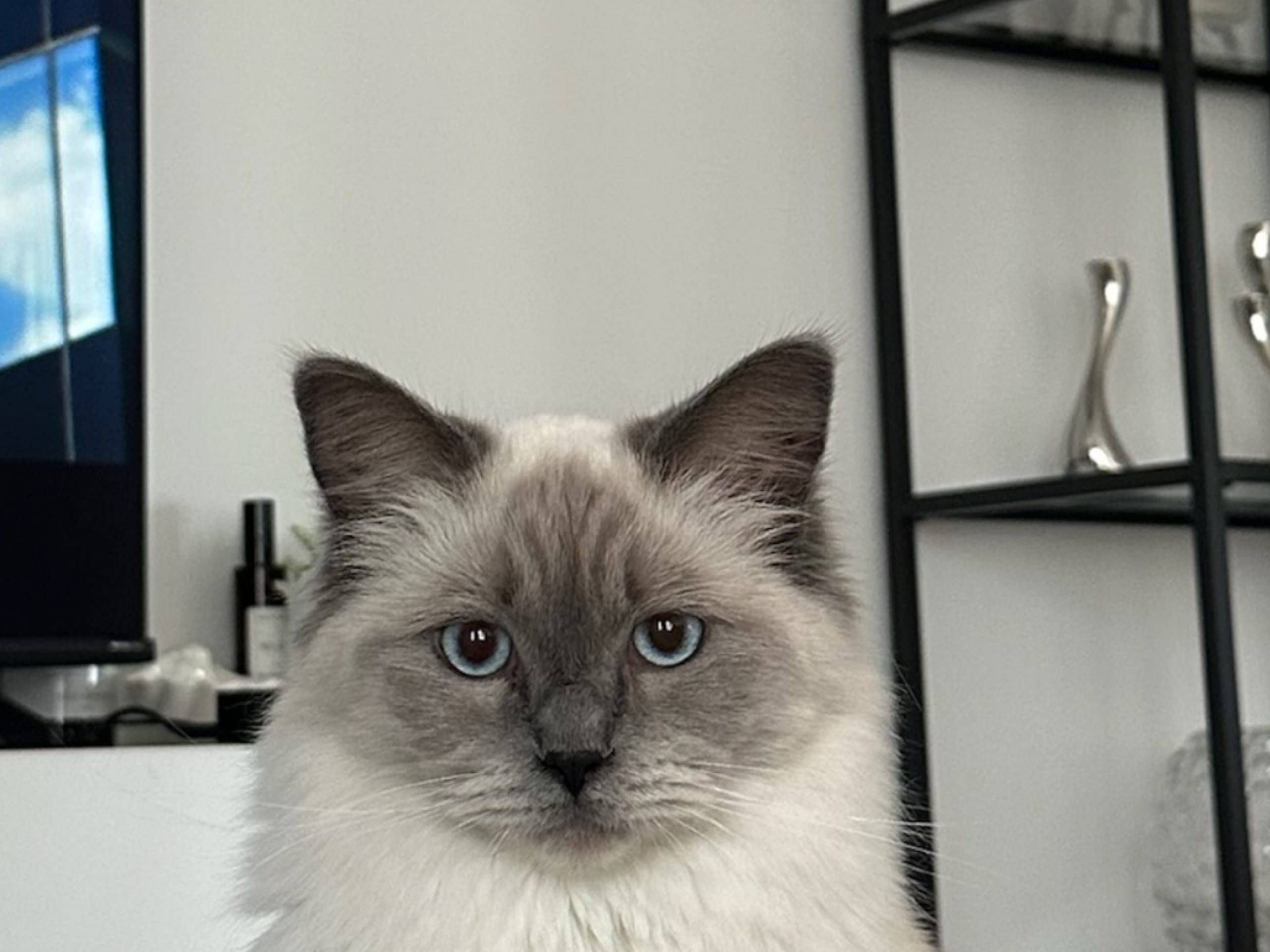 Huskatt långhår · Ramkvilla · Linda S.