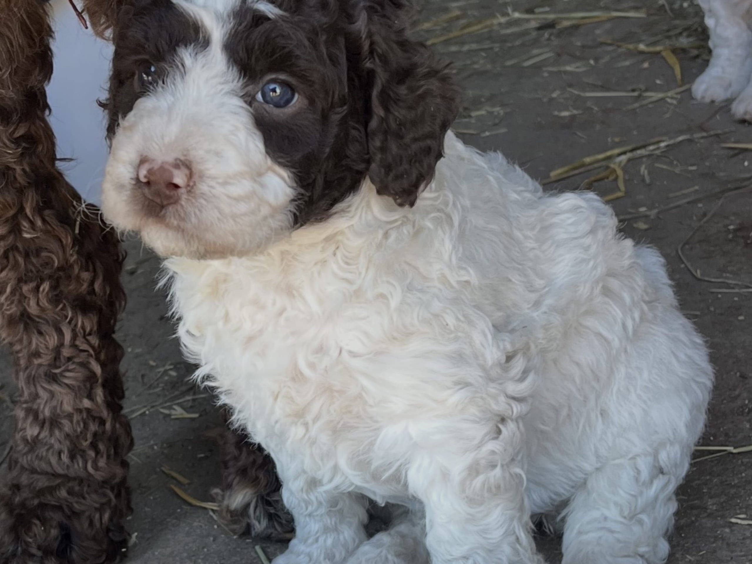 Spanish Water Dog (Perro de Agua Espanol)