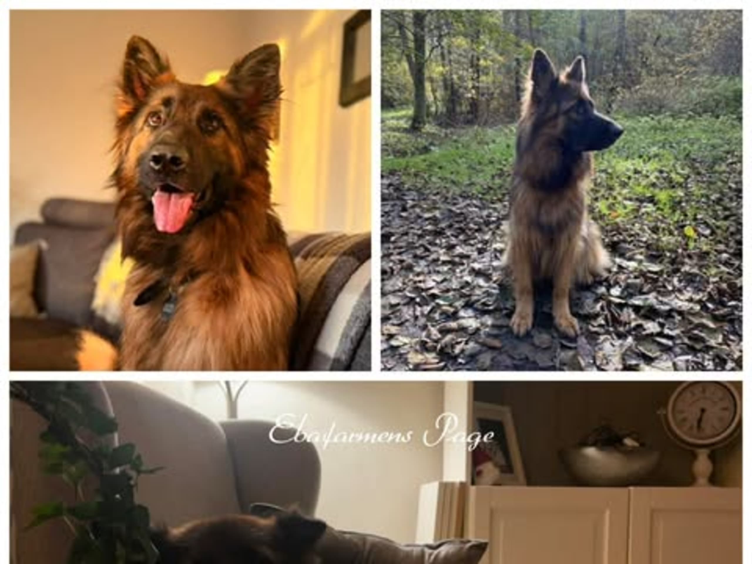 German Shepherd Dog · Rävlanda · Sheperd Guardians