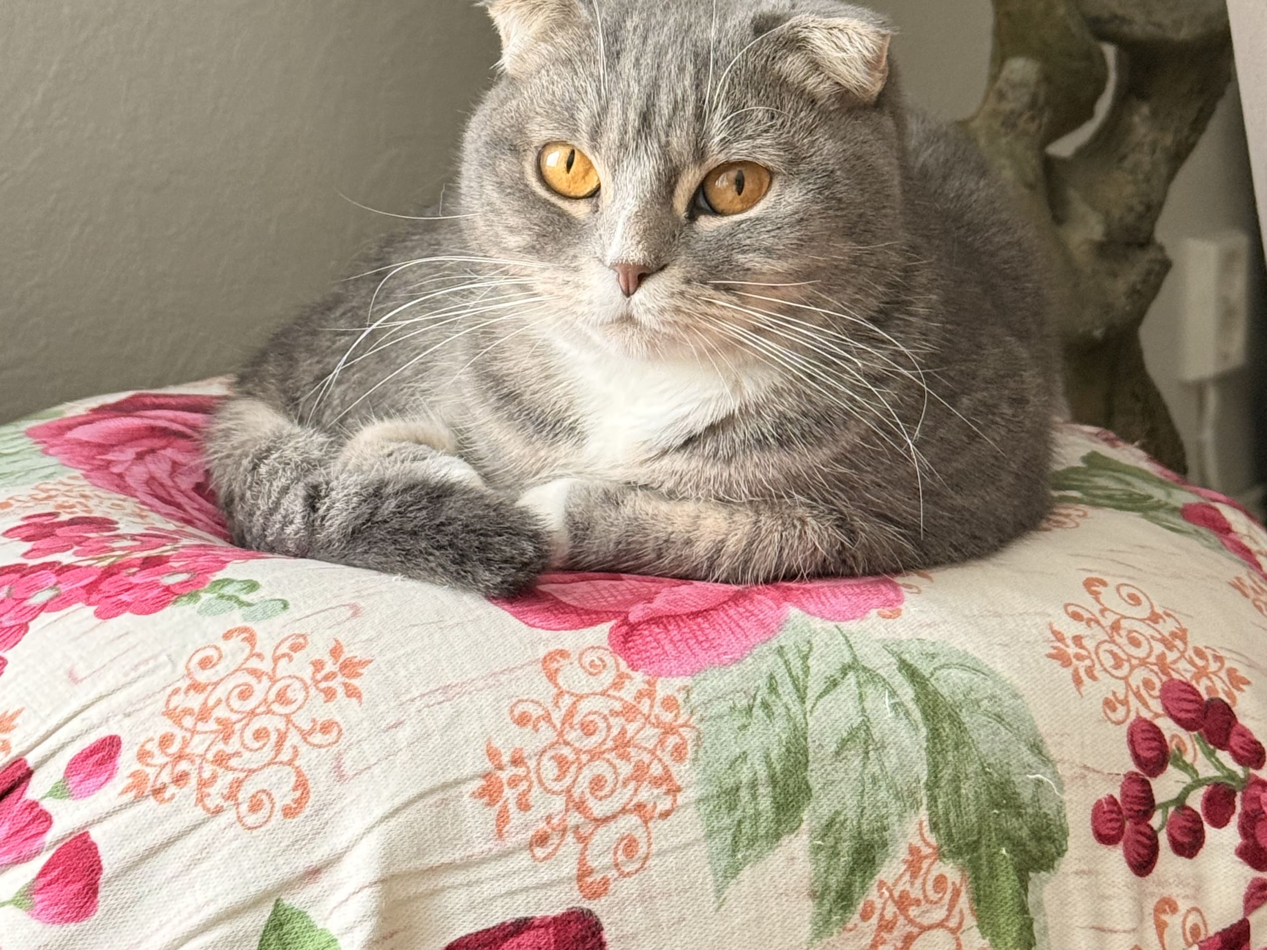 Scottish Fold