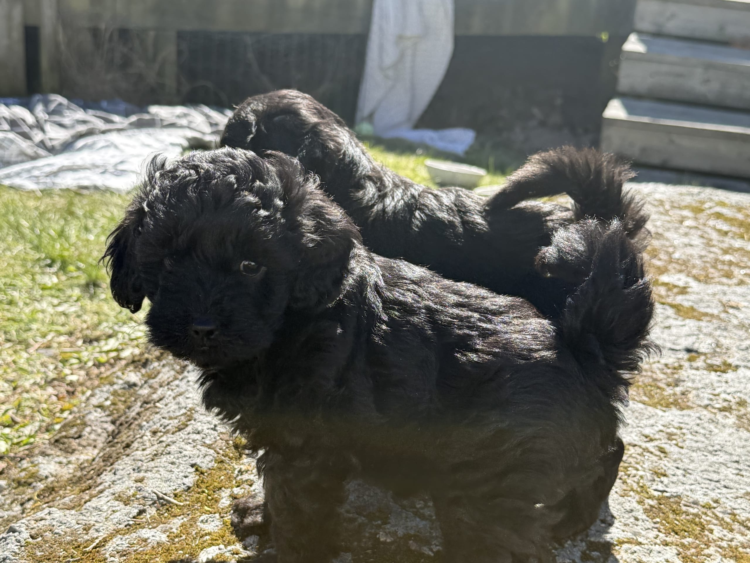 Cockerpoo · Ronneby · Nathalie S.
