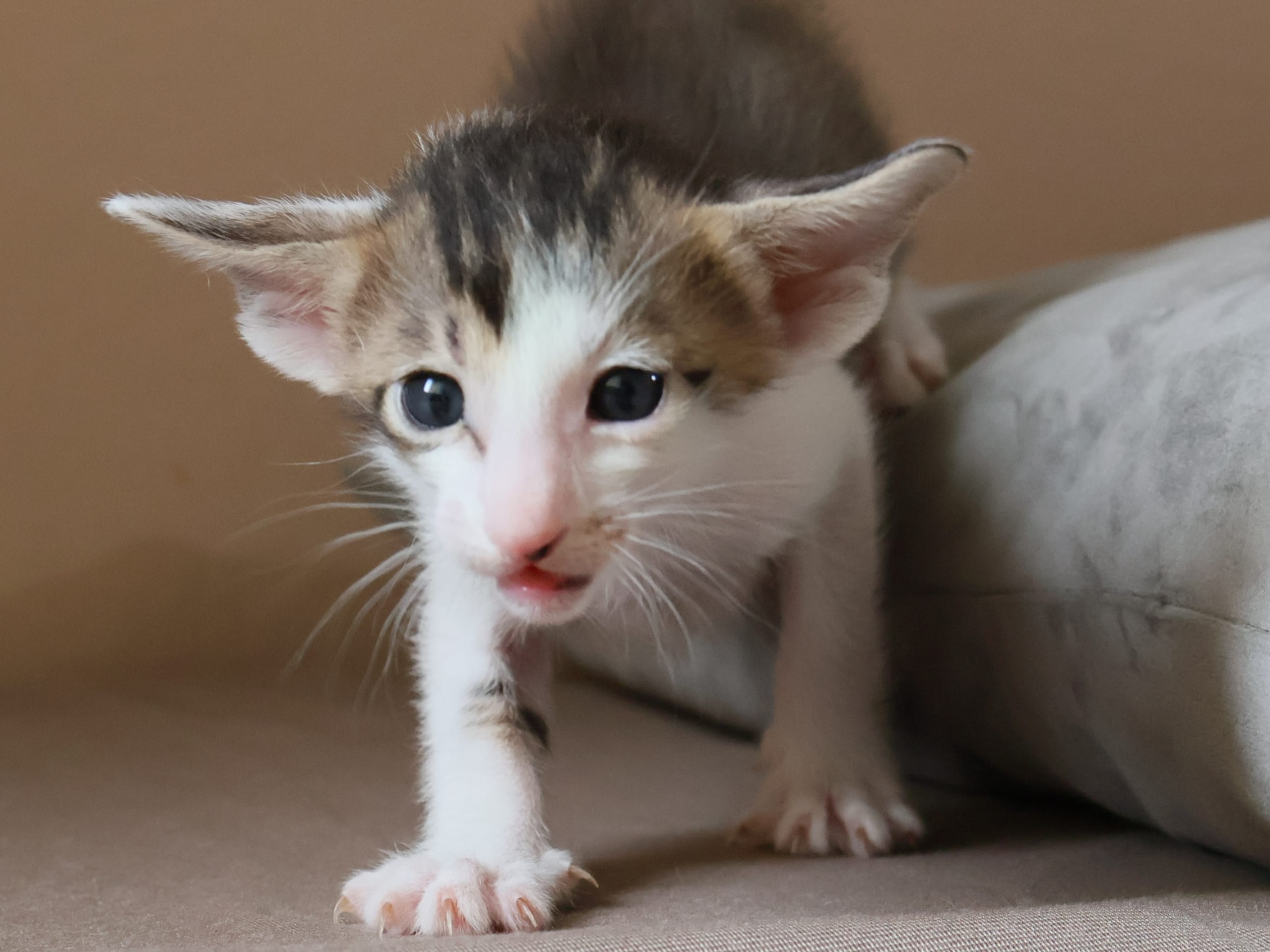 Oriental Short Hair · Storebø · Oriental Adore Cattery
