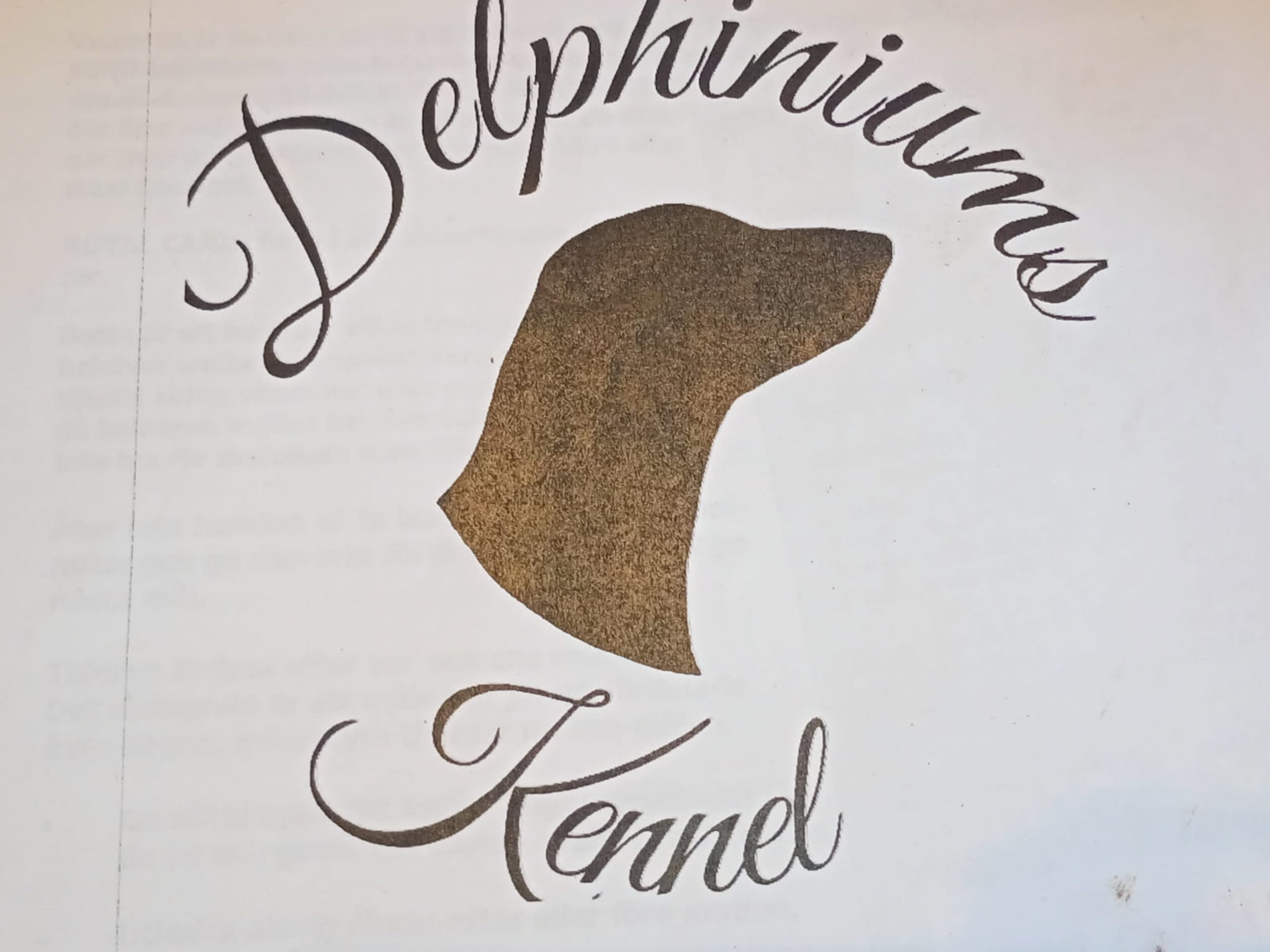 Flatcoated retriever · Valdemarsvik · Delphiniums