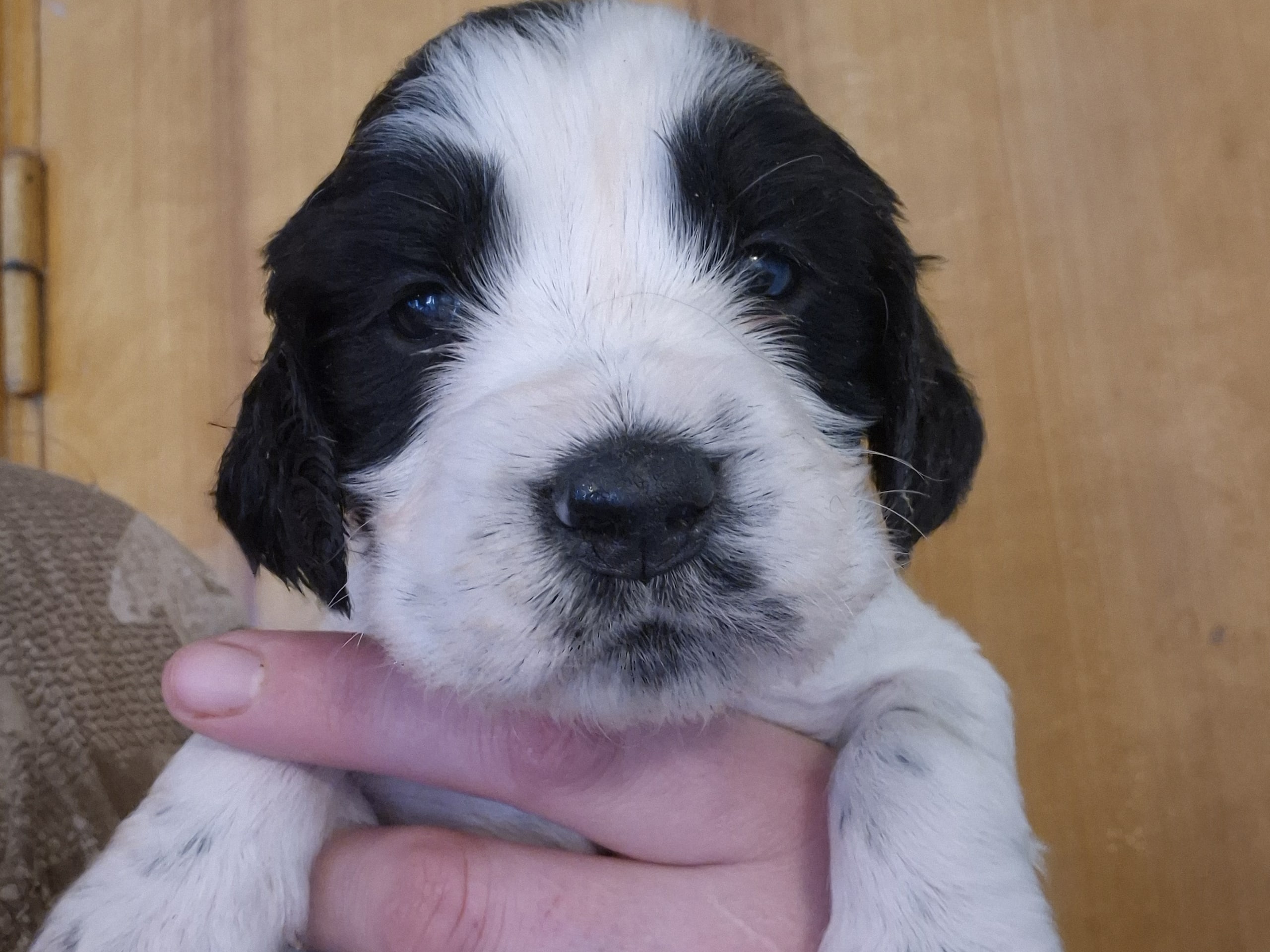 Engelsk springer spaniel · Möklinta · Guldnosarnas