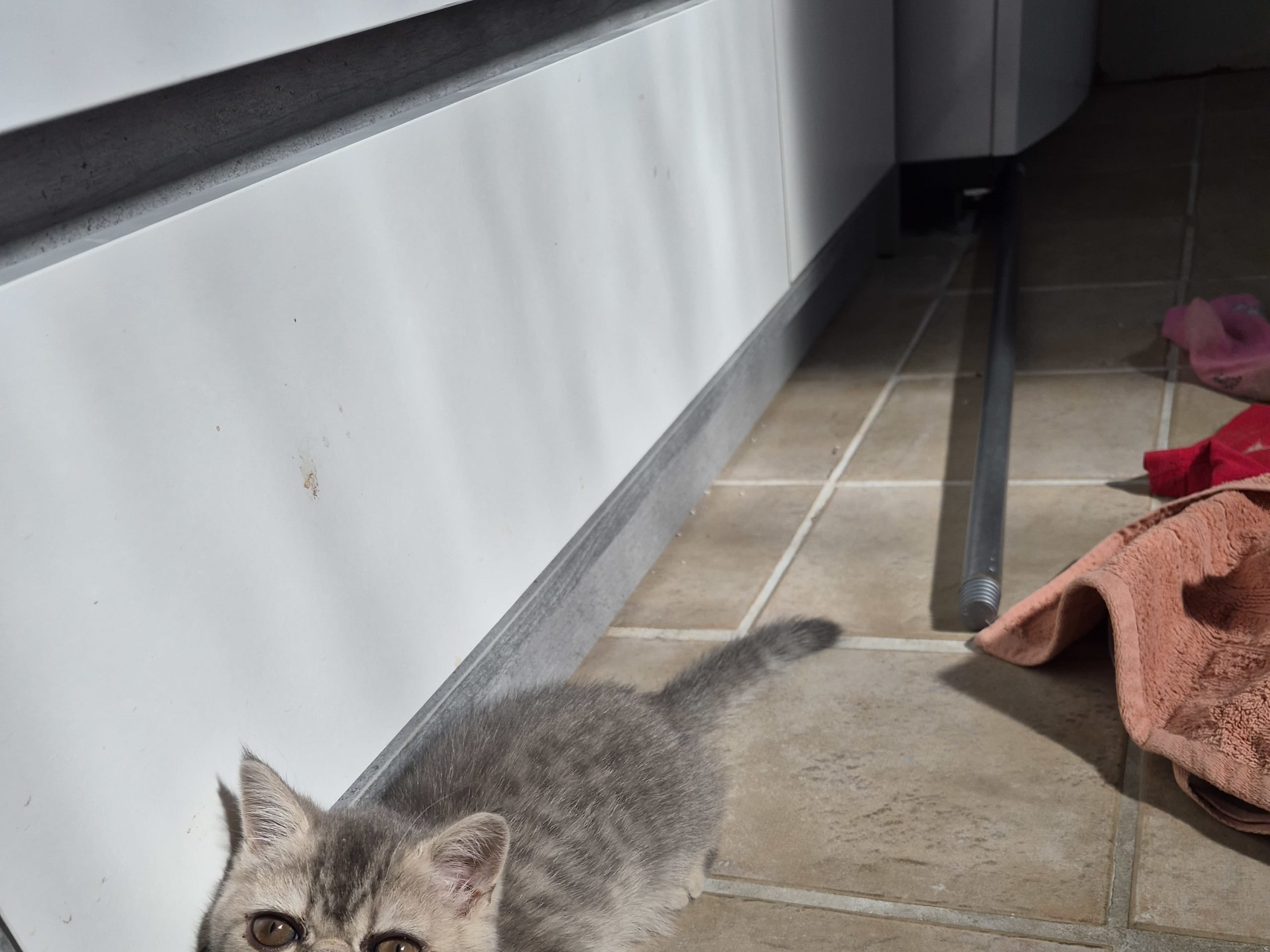 Exotic Shorthair