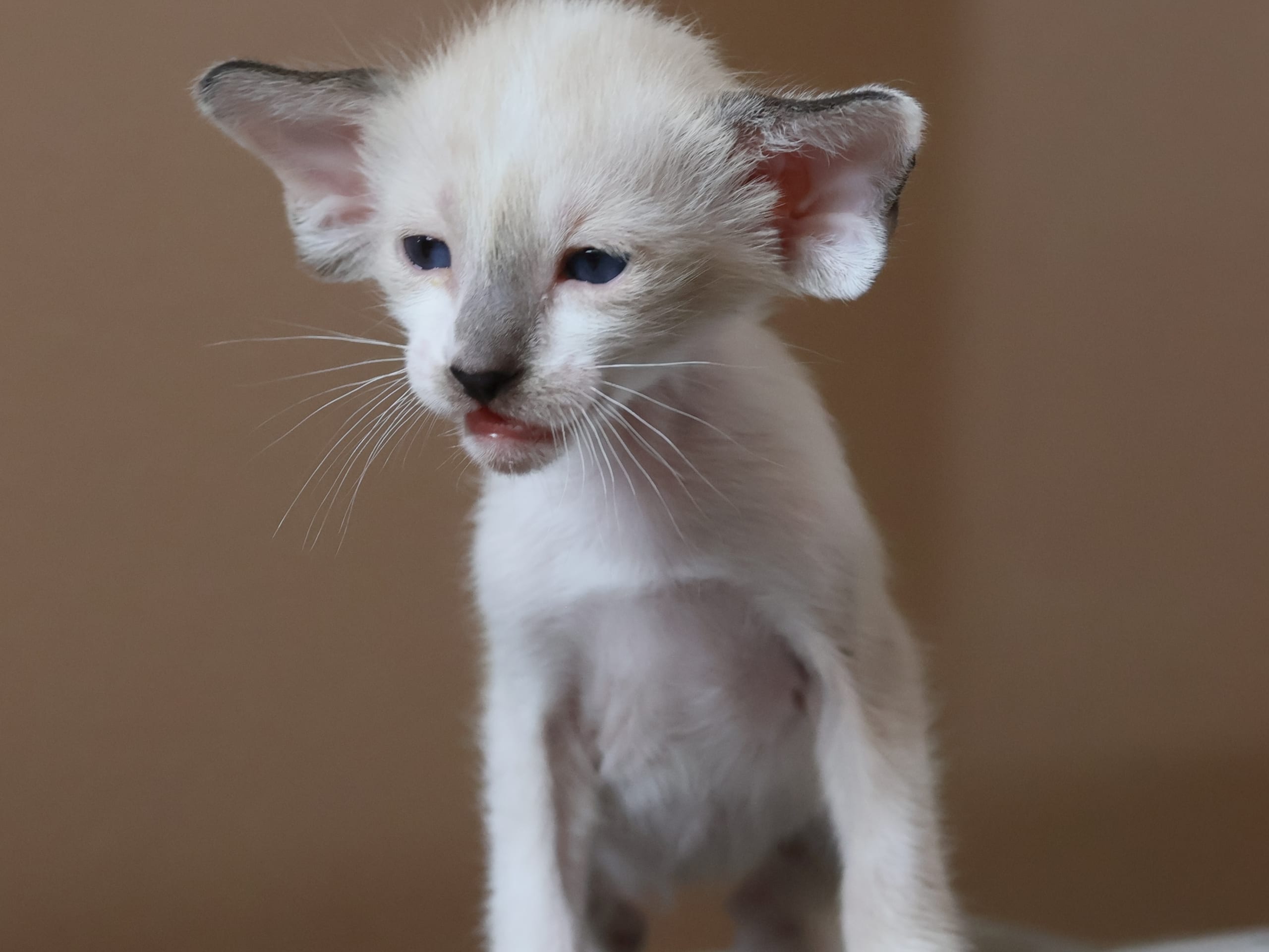 Oriental Short Hair · Storebø · Oriental Adore Cattery
