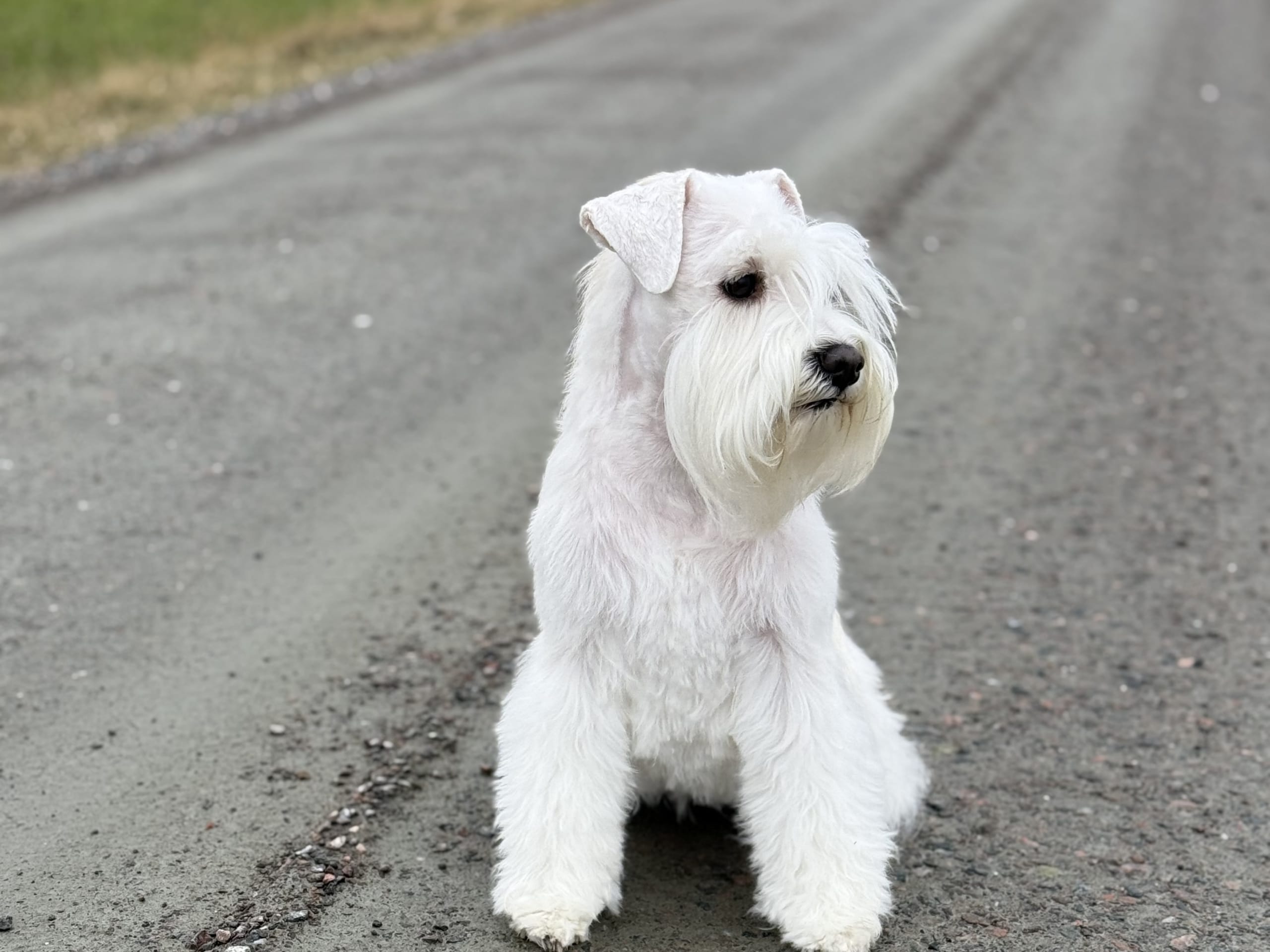 Miniature Schnauzer · Vara · Snowie Shine’s Kennel