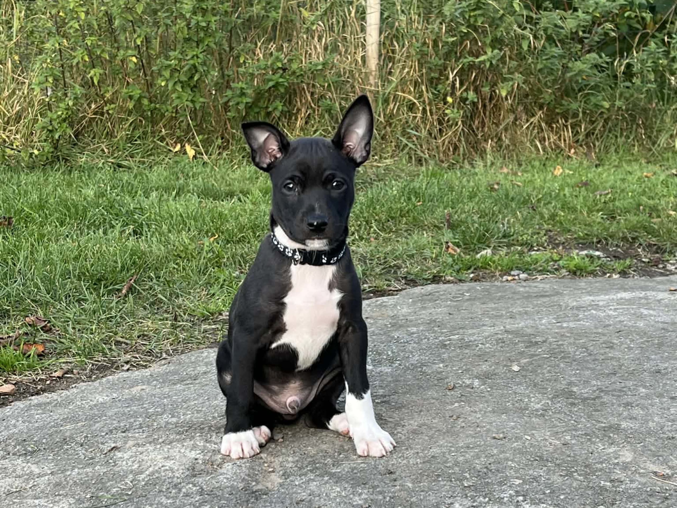 Rat Terrier · Strömstad · Blackmarsh