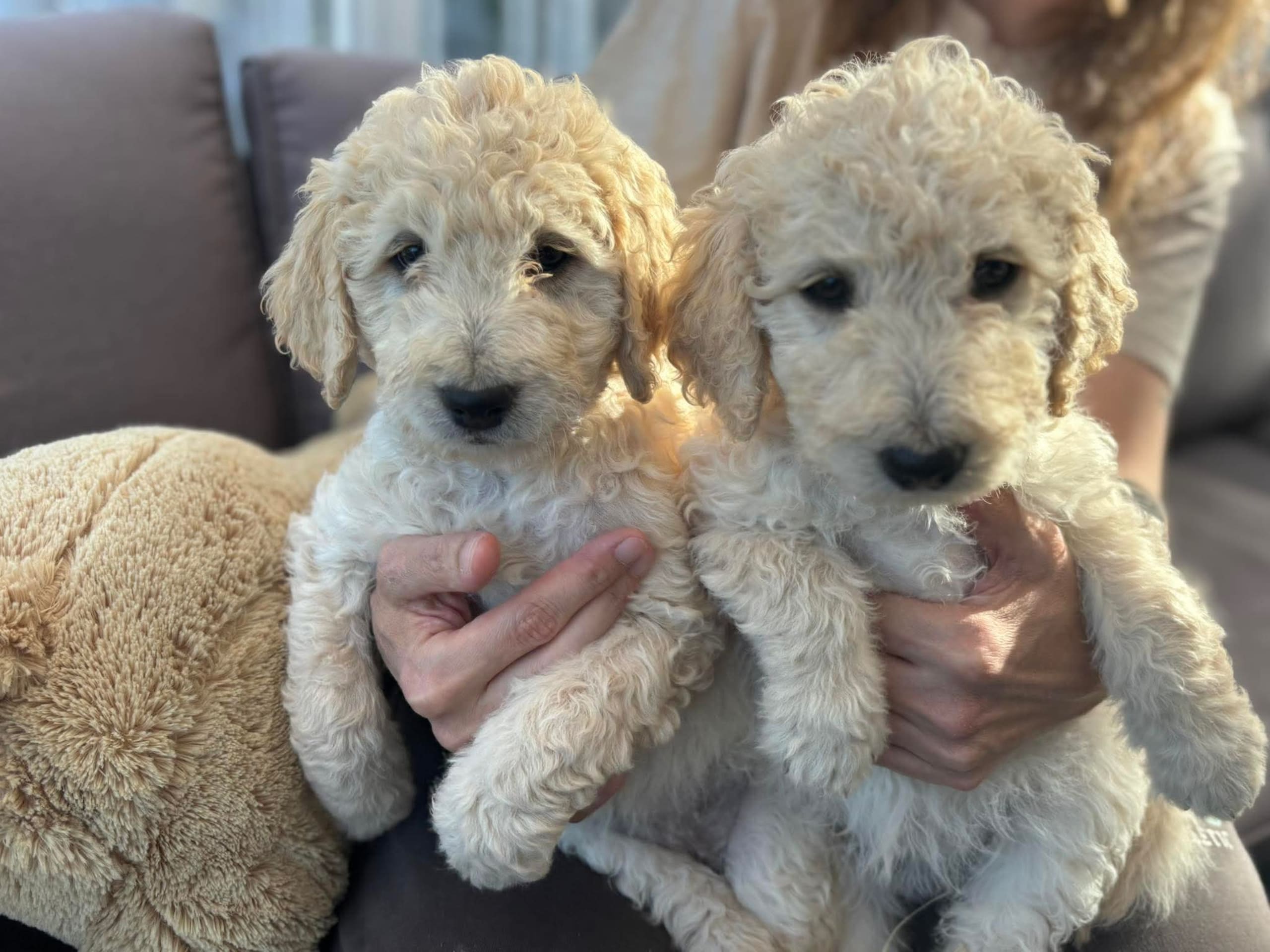 Goldendoodle · Bjuråker · Lundatorpet