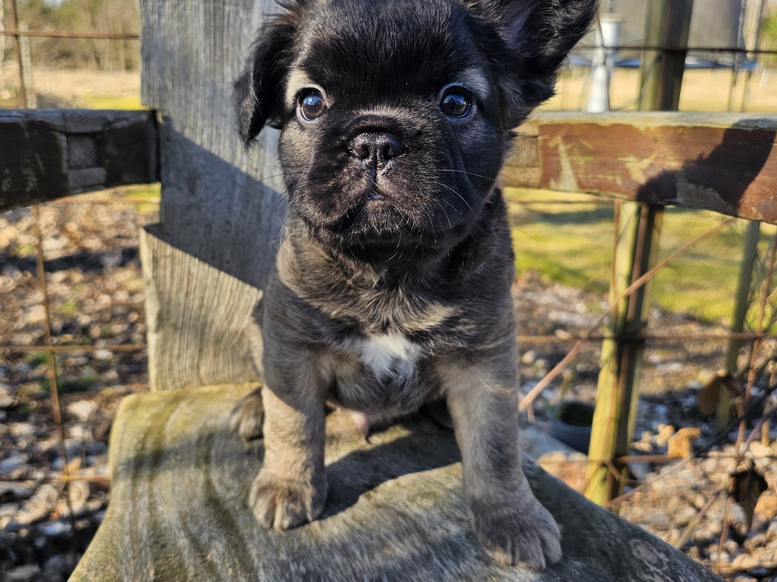 Fransk bulldogg · Laholm · Frallebackens