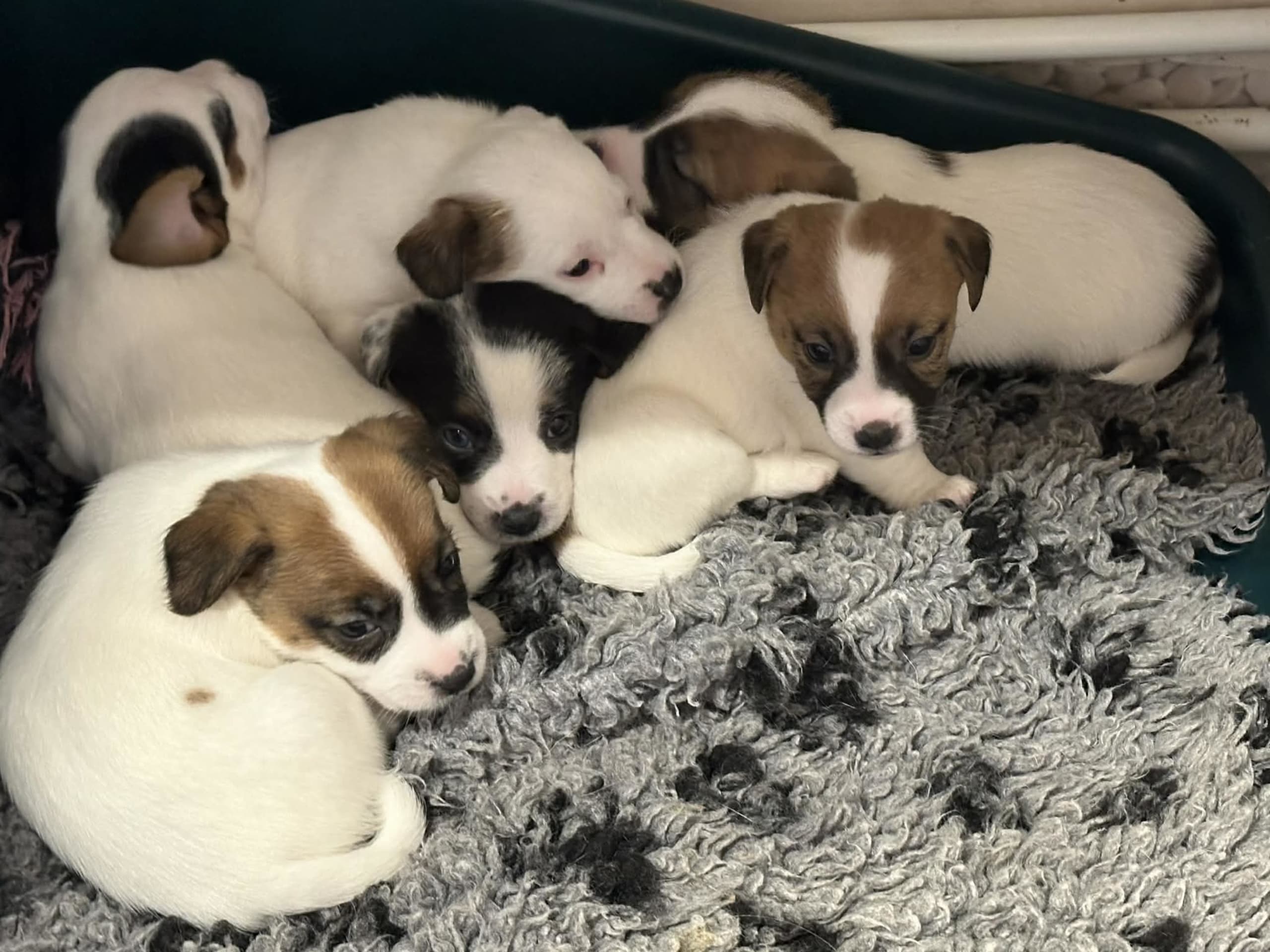 Jack Russell Terrier · Knivsta · LIMELIGHT Kennels