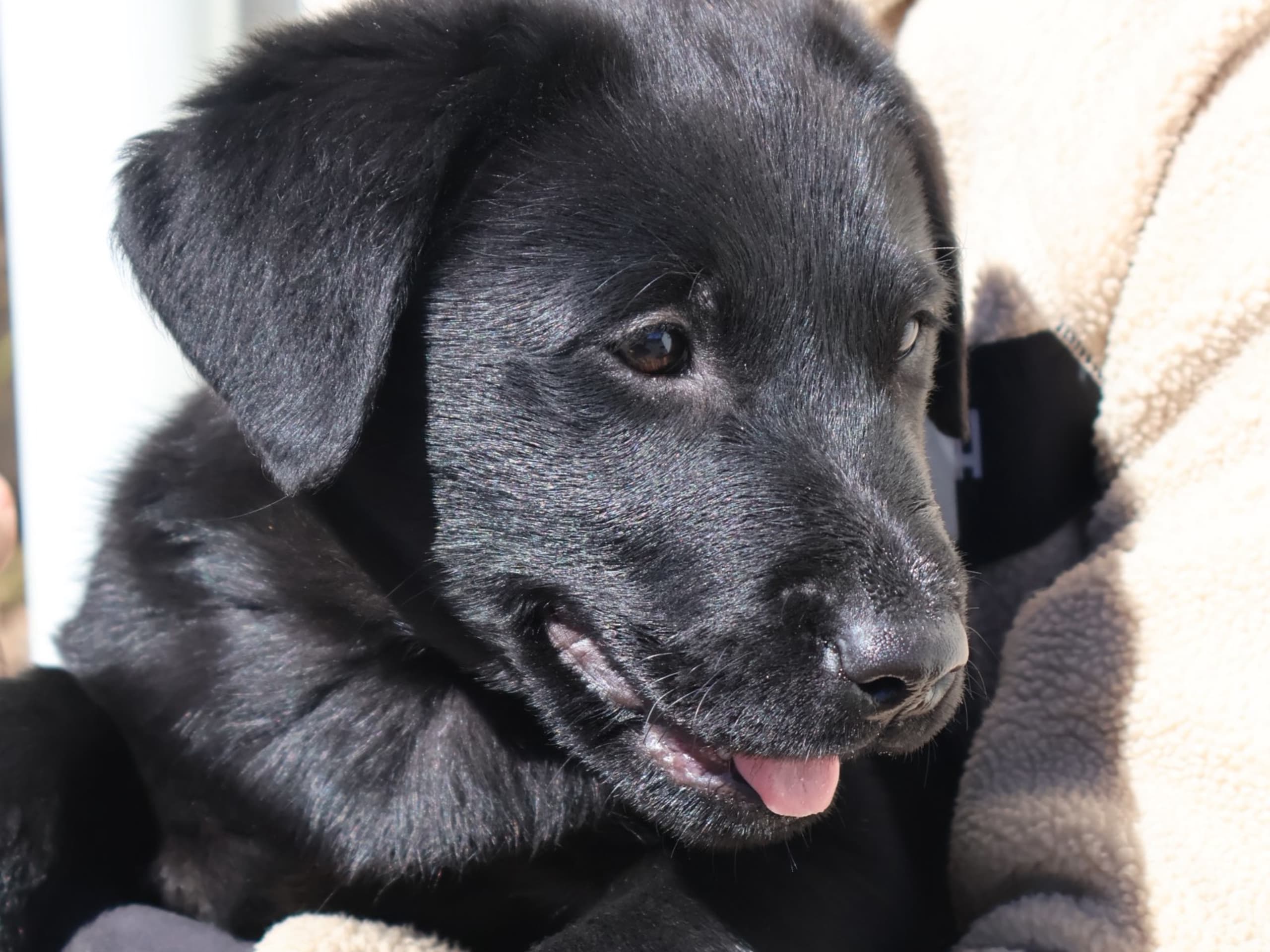 Labrador retriever · Tjällmo · Ekbergarn’s  kennel