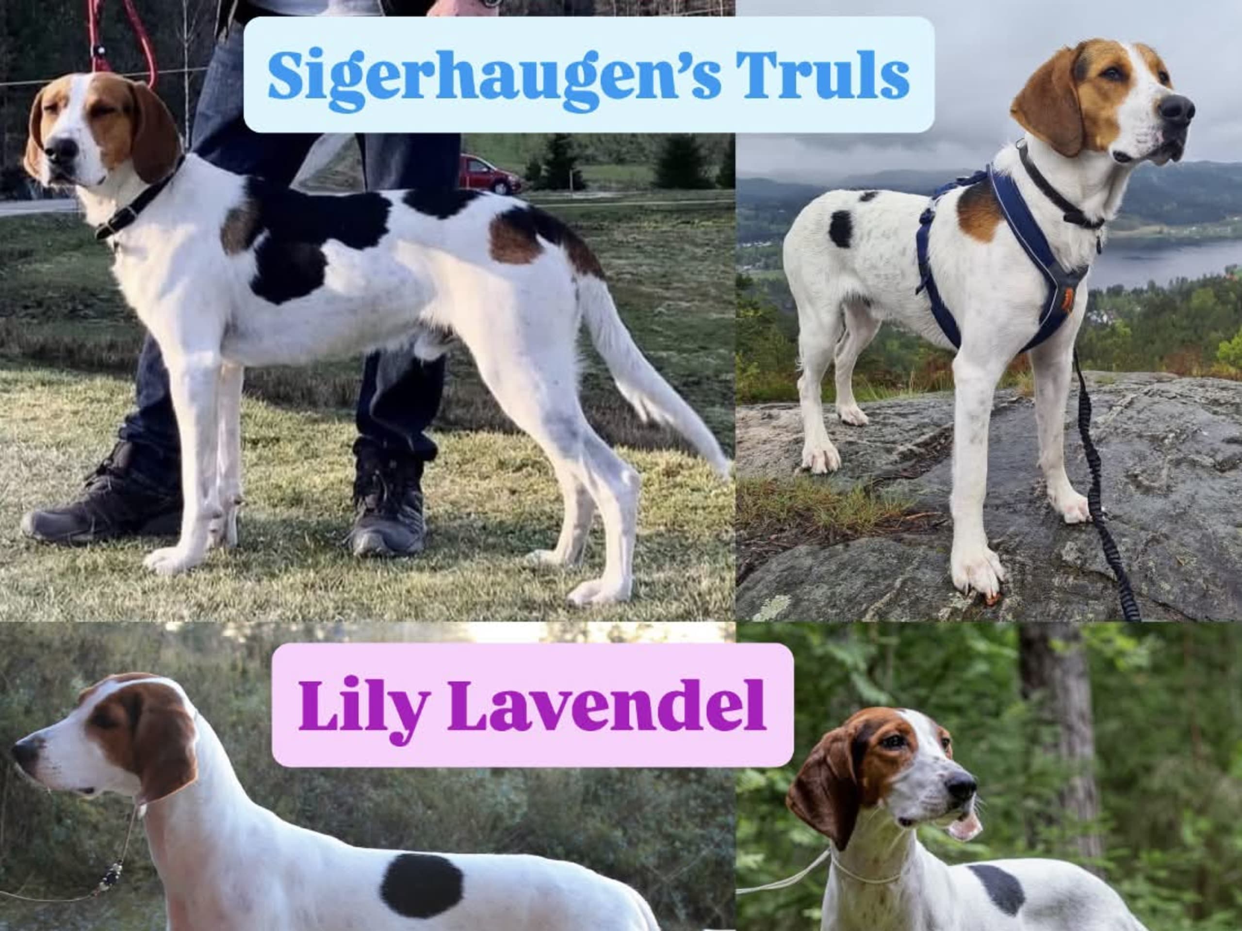Halden Hound (Haldenstøver)