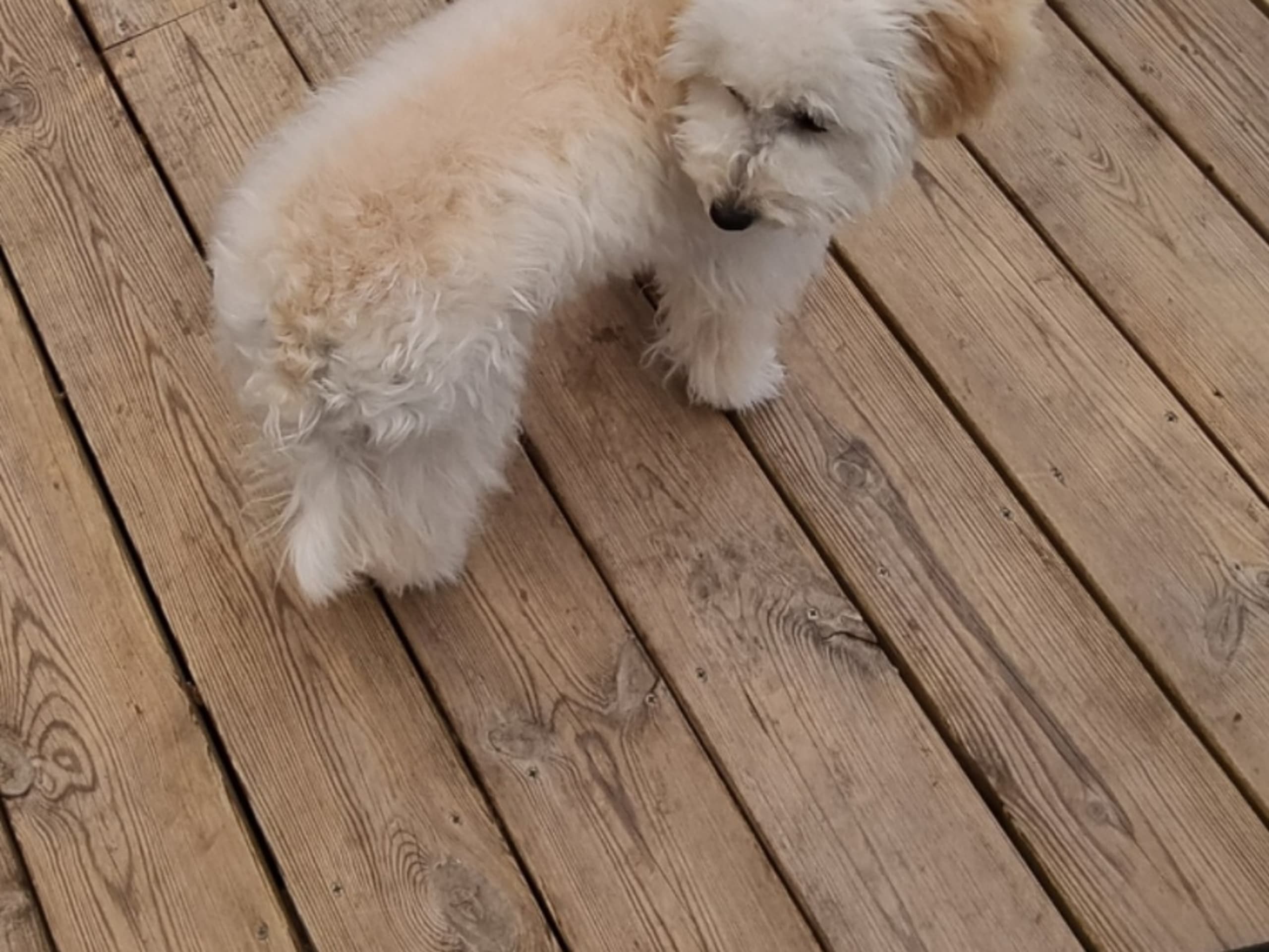 Maltipoo · Södertälje · Bella