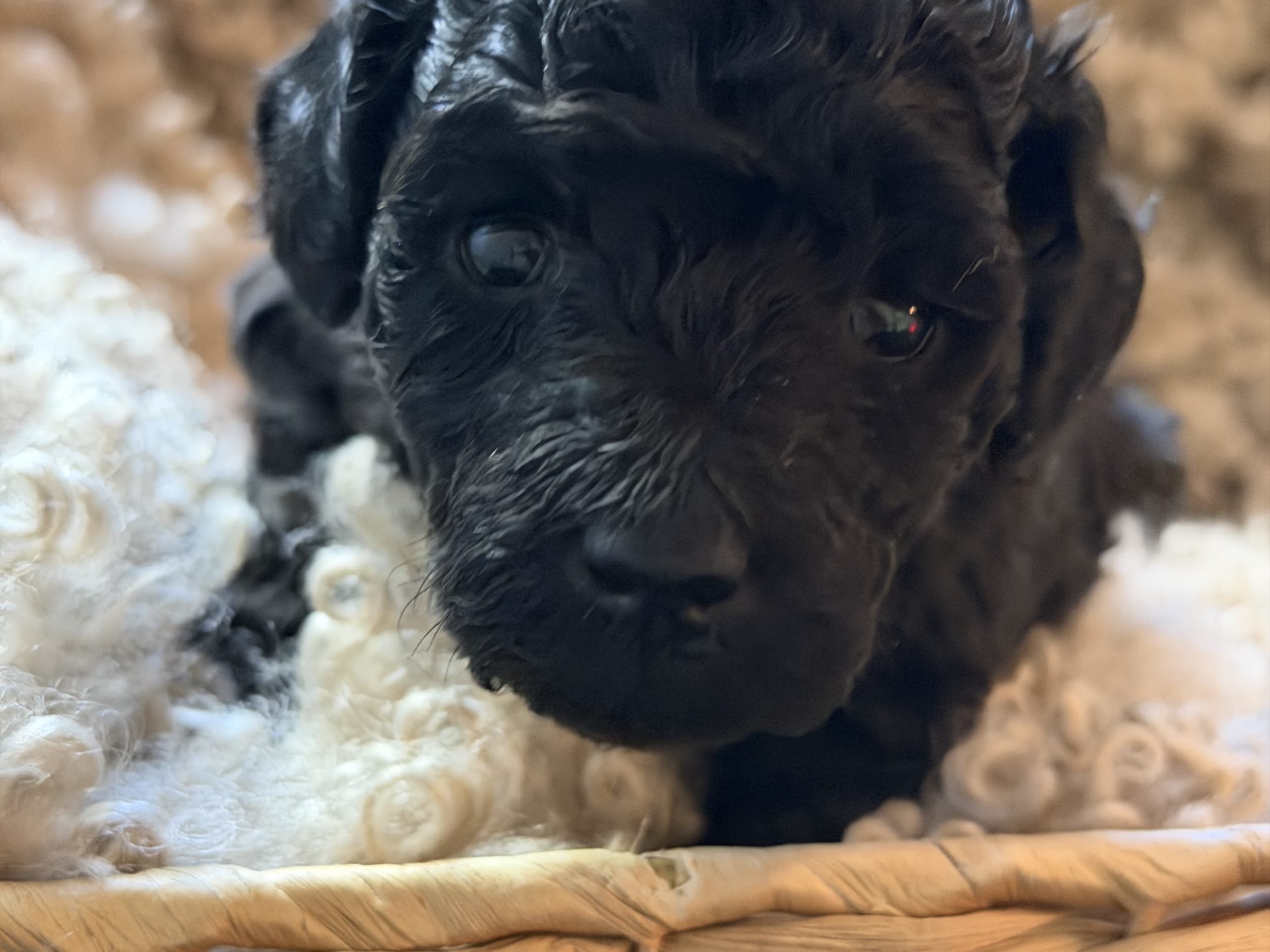 Miniature Poodle · Hörby · Lina H.