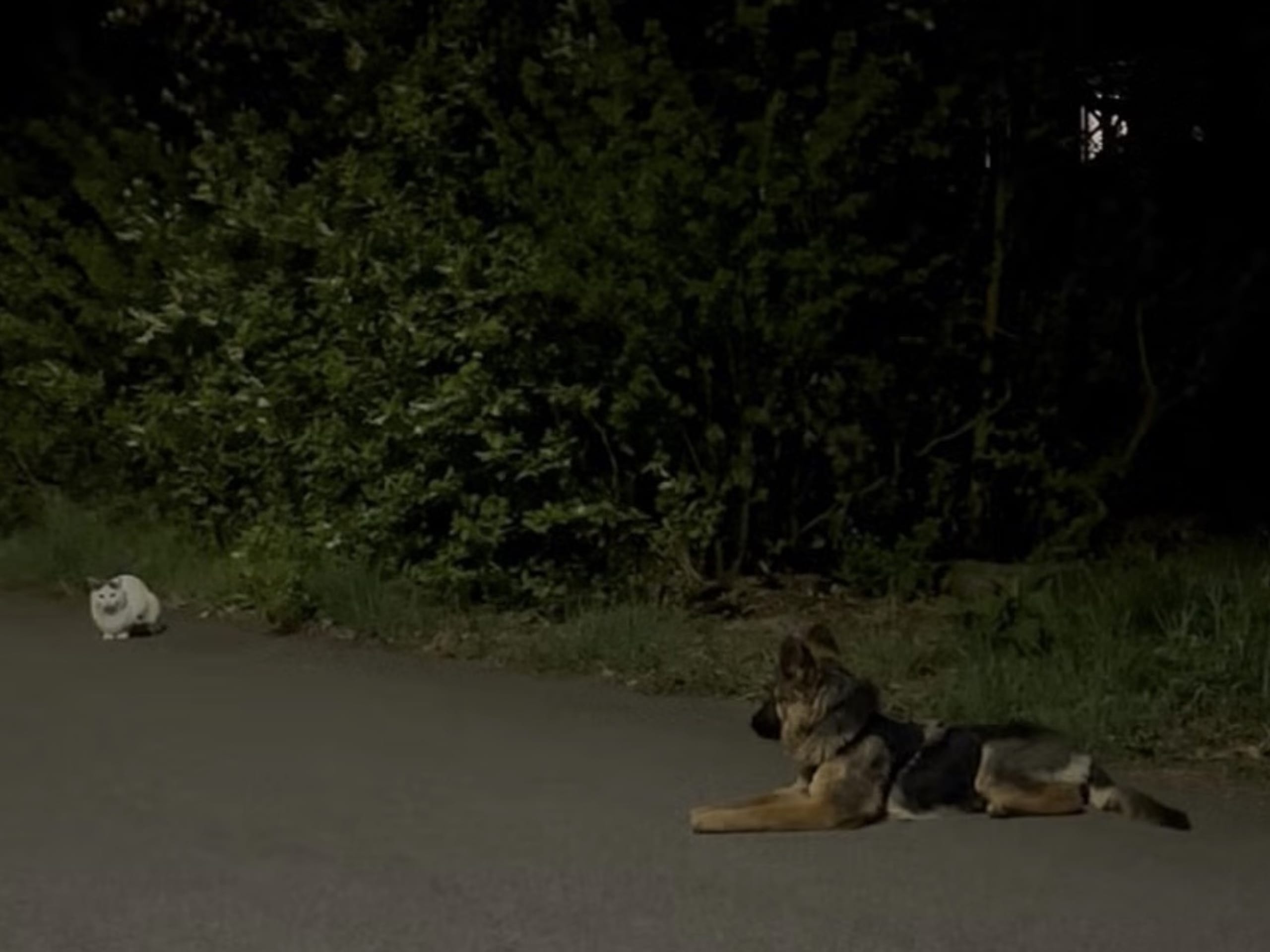 Tysk Schäferhund · Vittinge · Estridh S.
