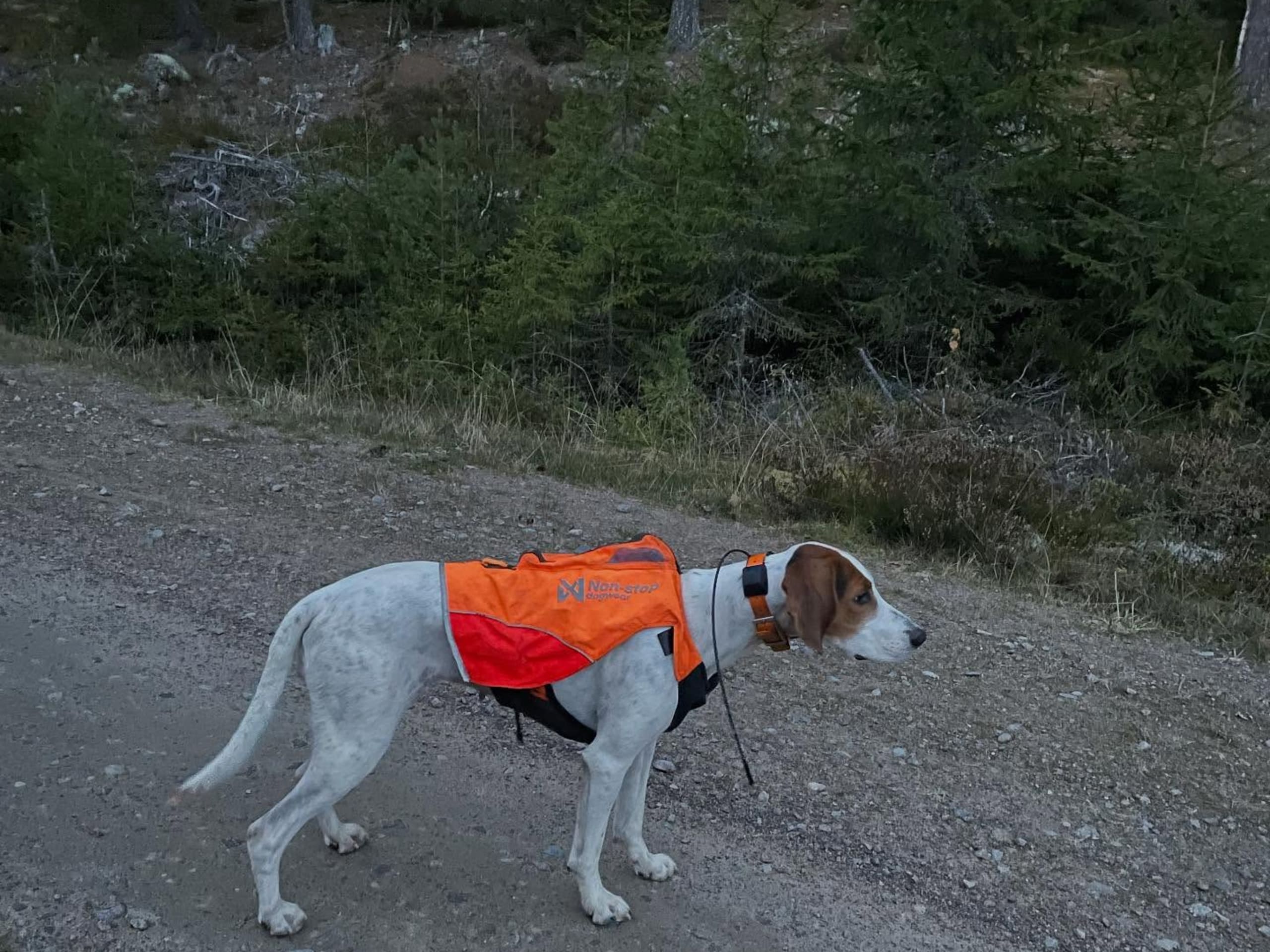 Halden Hound (Haldenstøver)