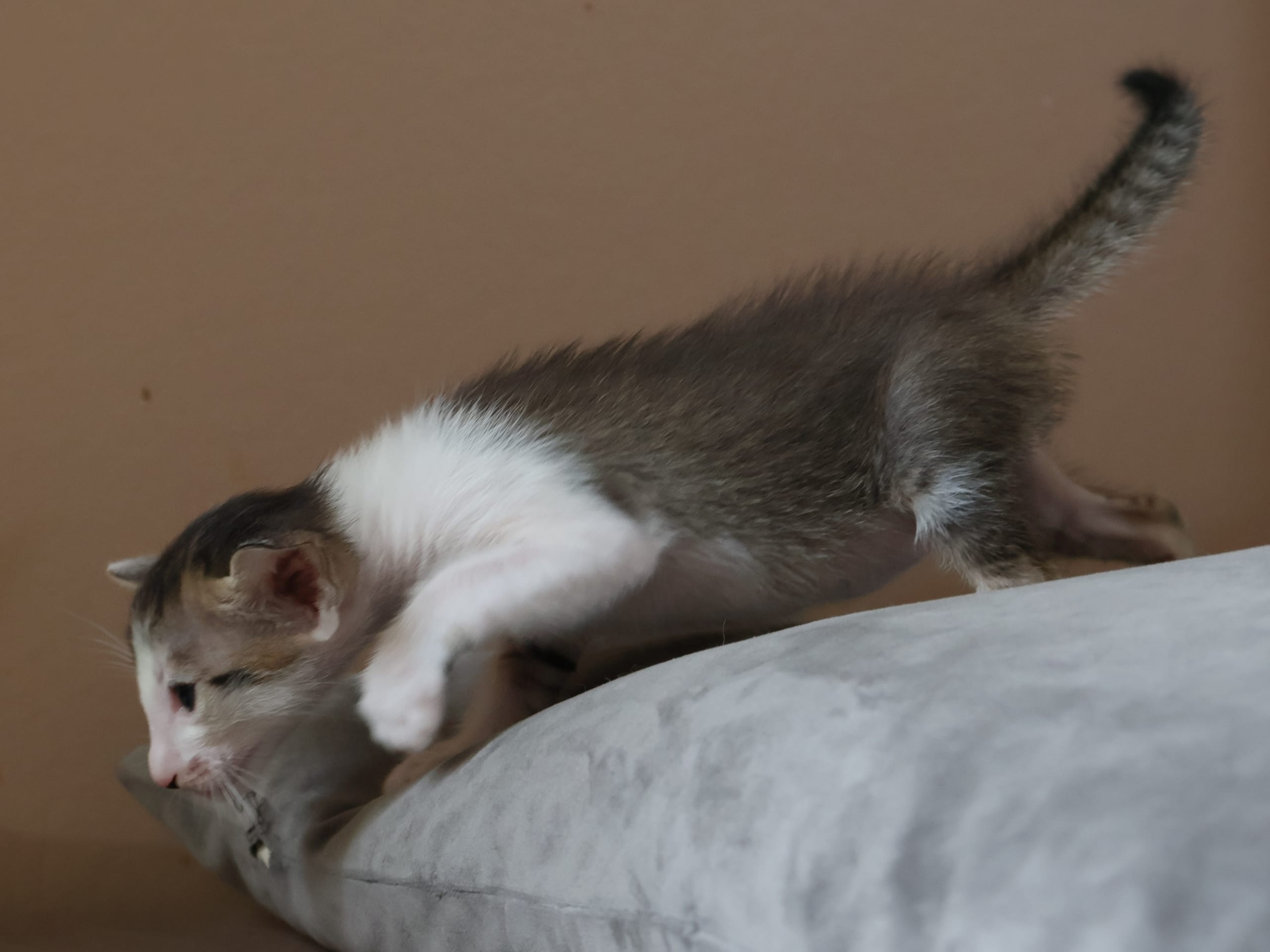 Oriental Short Hair · Storebø · Oriental Adore Cattery