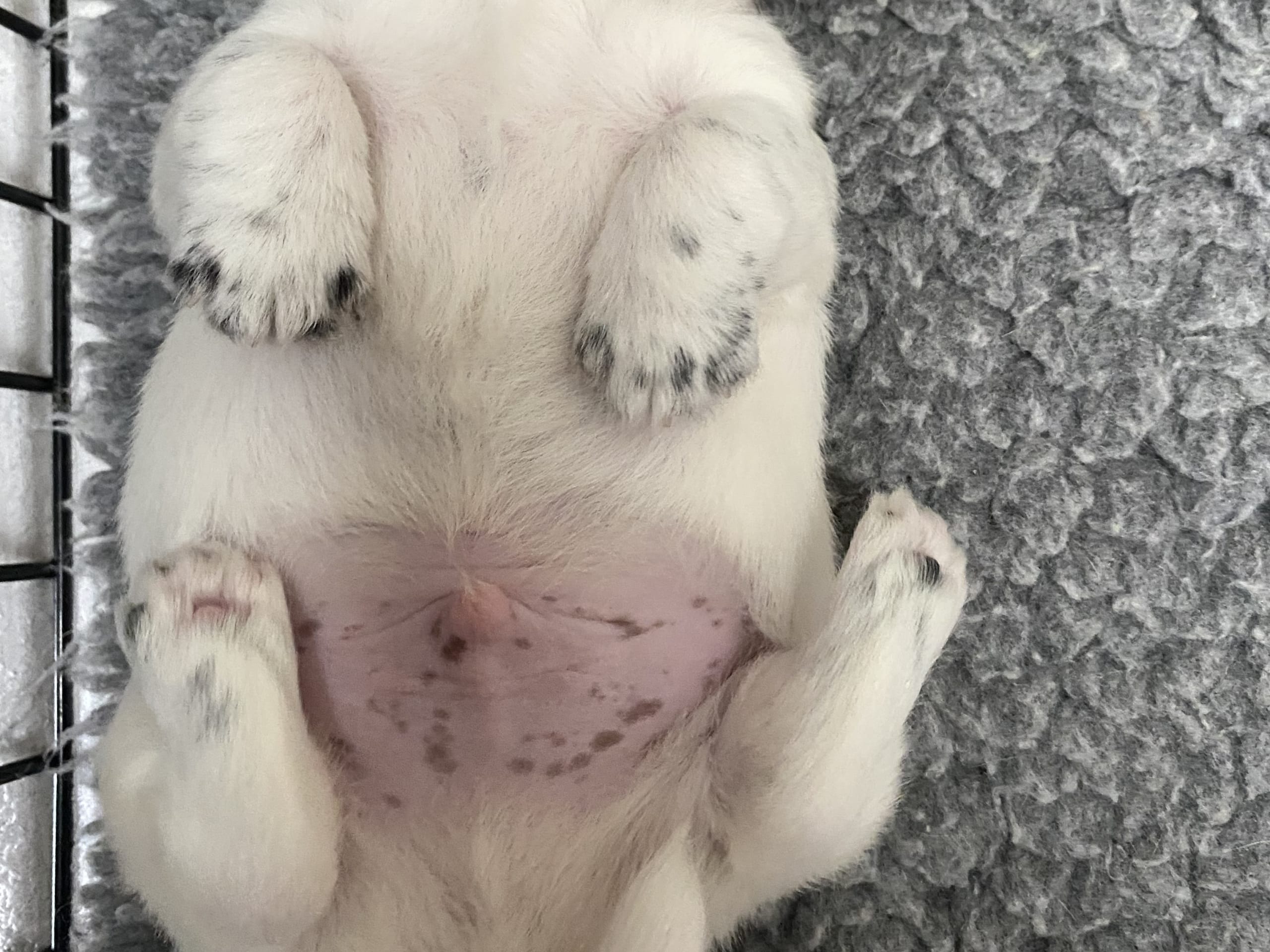 Jack Russell Terrier · Varberg · Kennel Beldio’s
