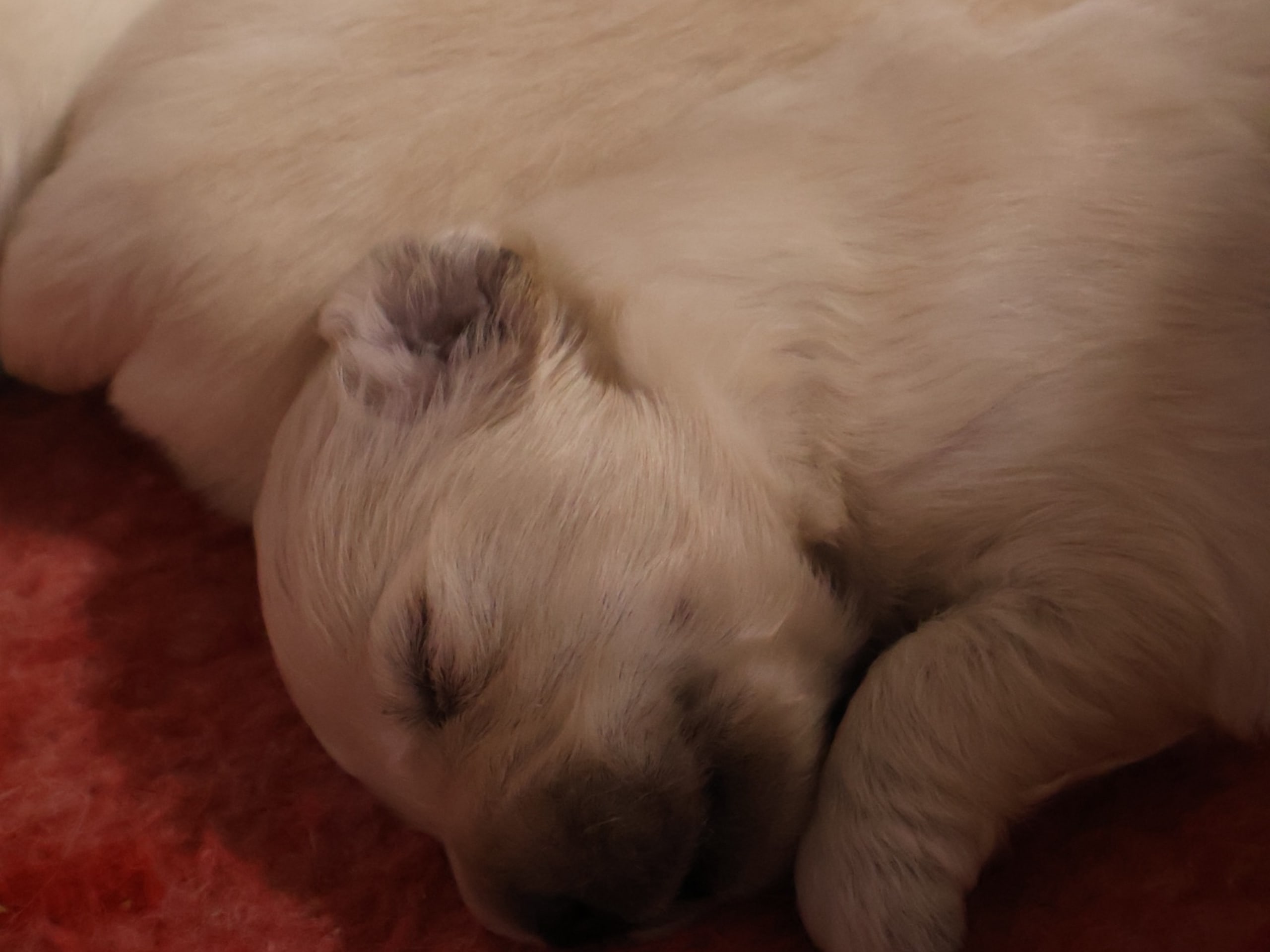 Golden Retriever · Tjällmo · Ekbergarn’s  kennel