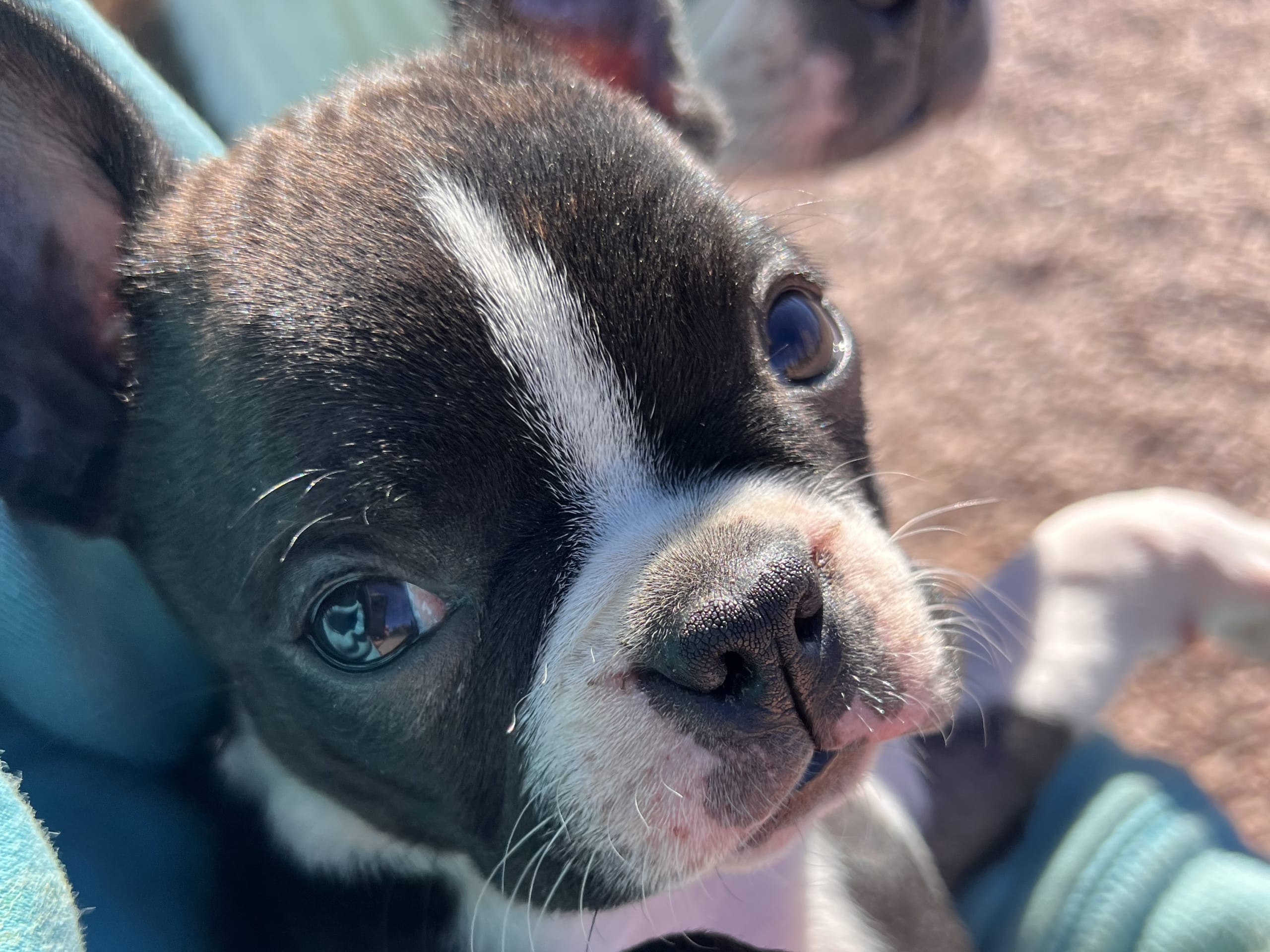 Boston terrier · Höör · Charlotta L.