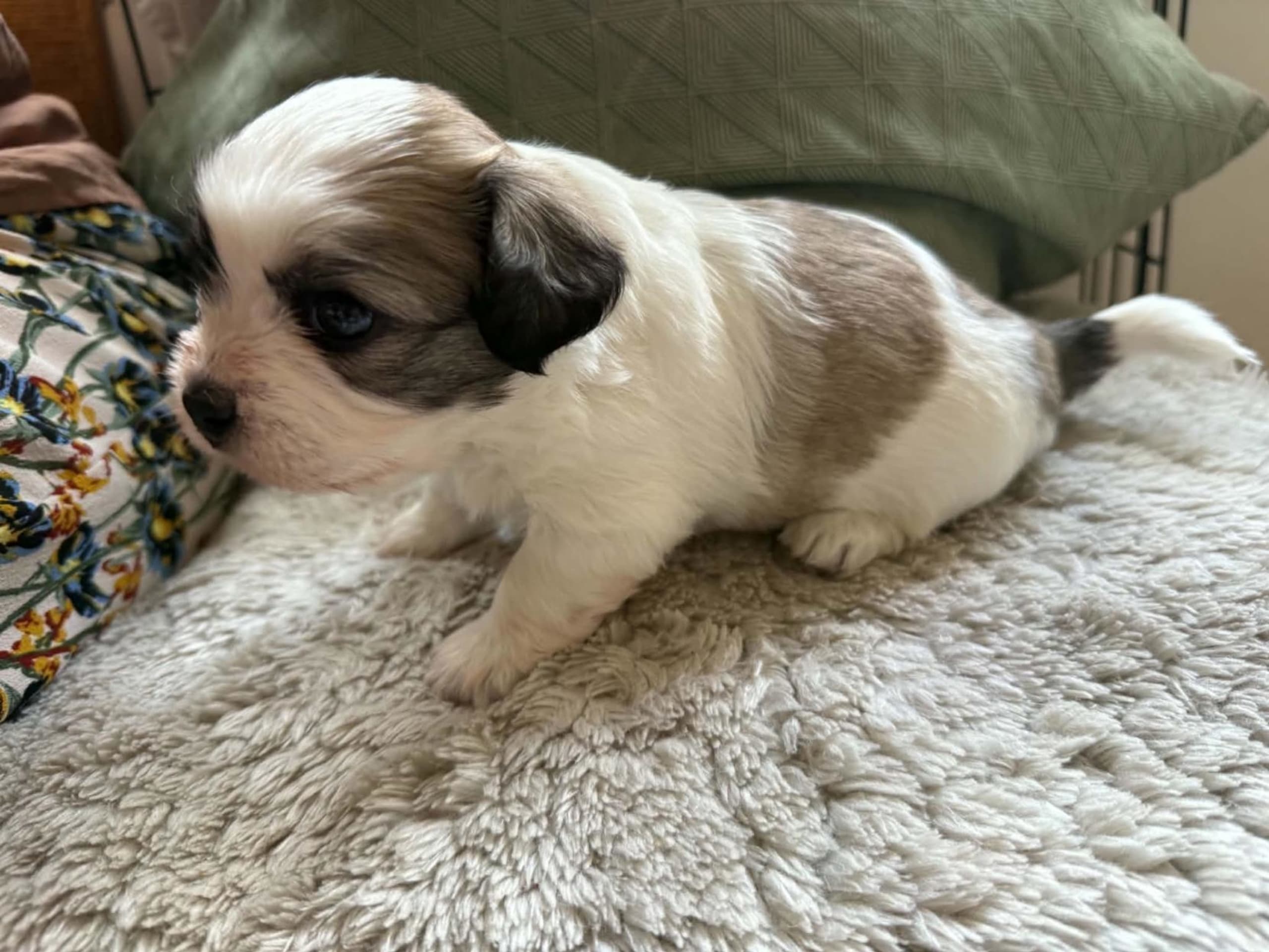 Mix - Maltese/Shih Tzu/Lhasa Apso · Malmö · Kristina Petkovska L.