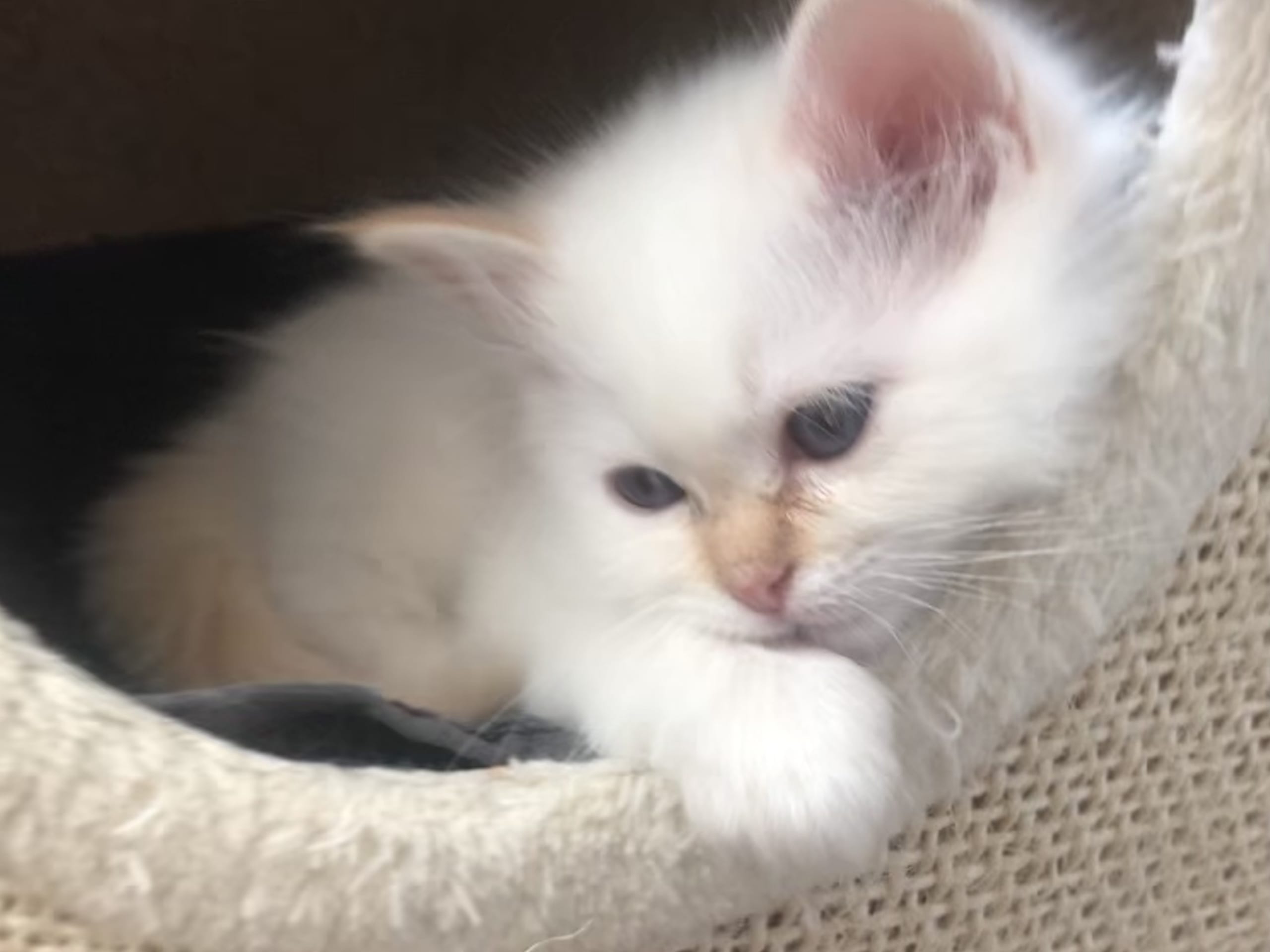Birman · Solna · SagaStar’s