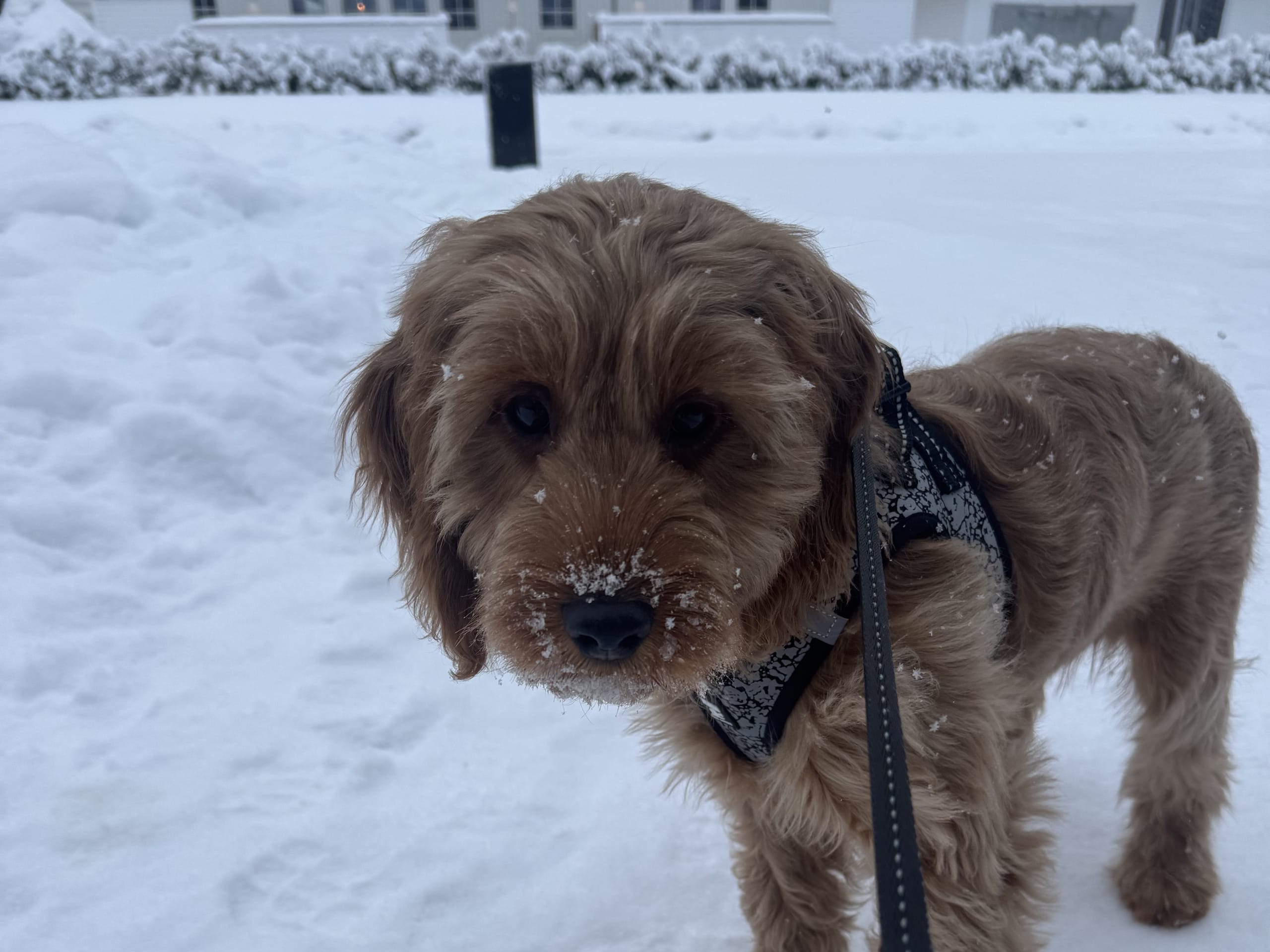 Cockerpoo · Piteå · Jacqueline S.
